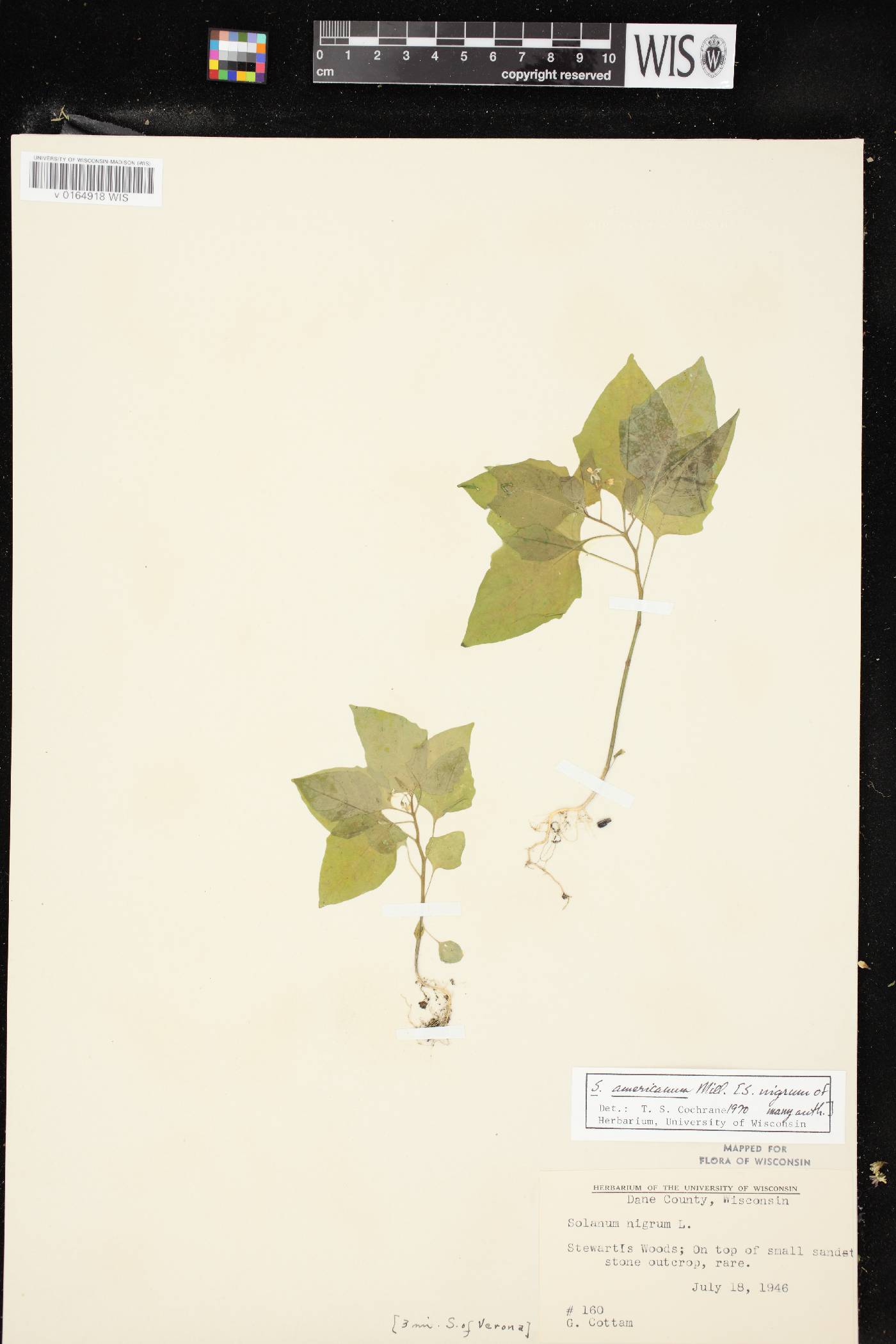 Solanum ptychanthum image