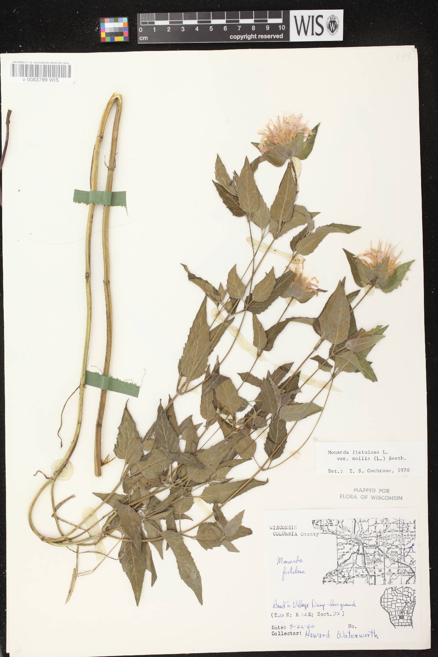 Monarda fistulosa subsp. fistulosa image
