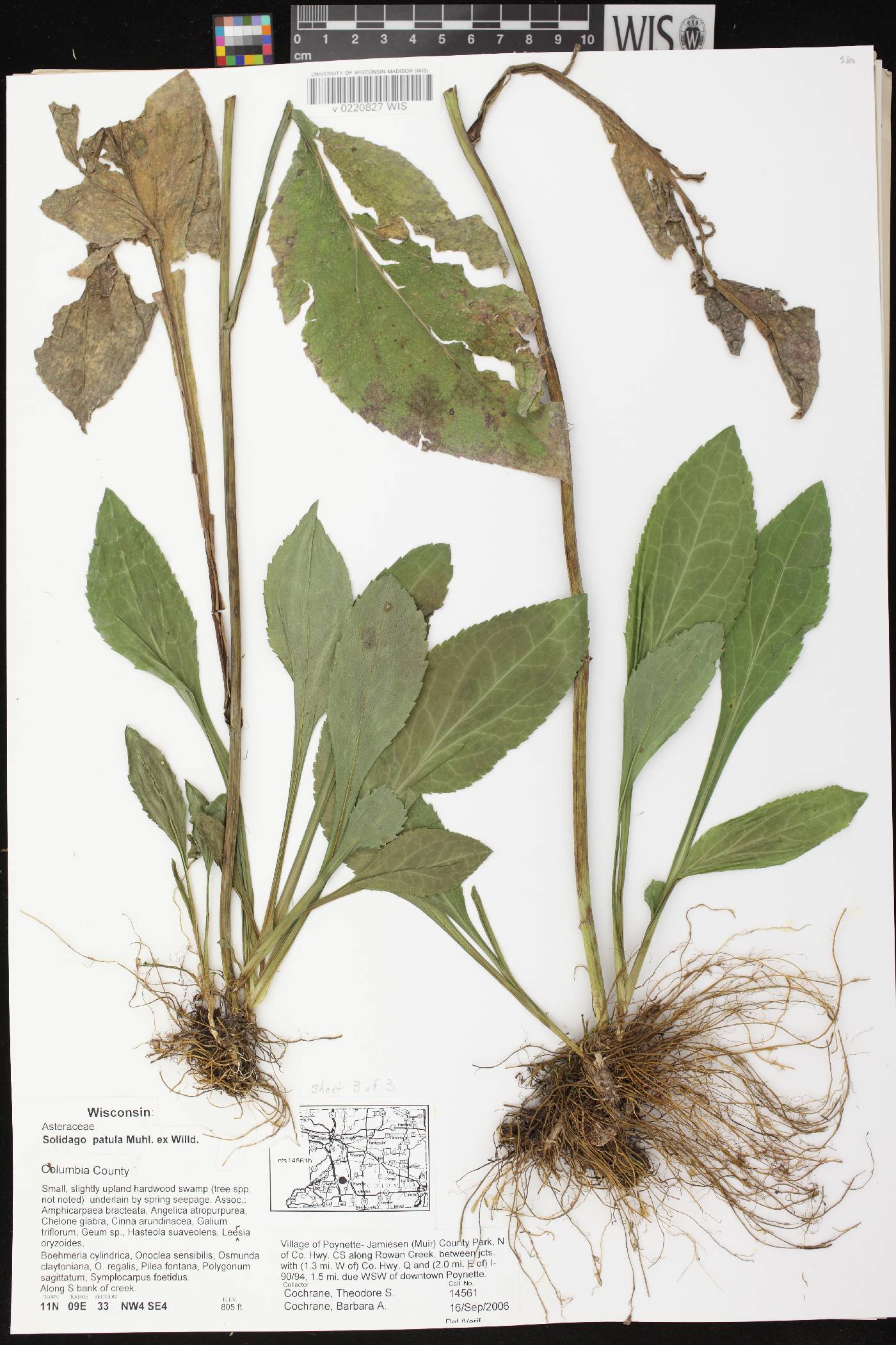 Solidago patula image