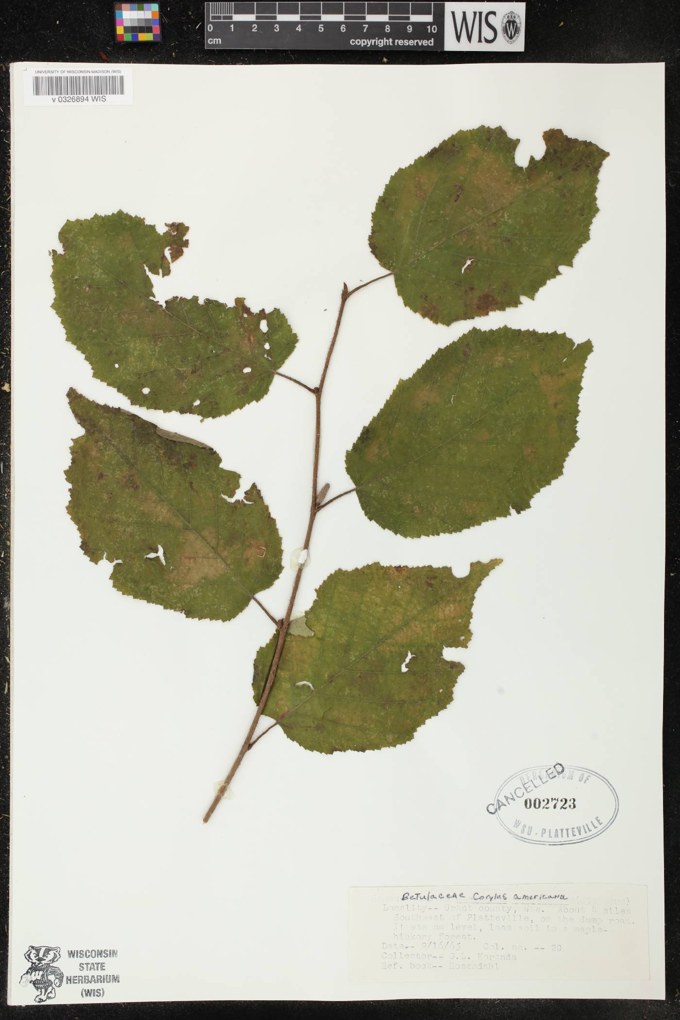 Corylus americana image