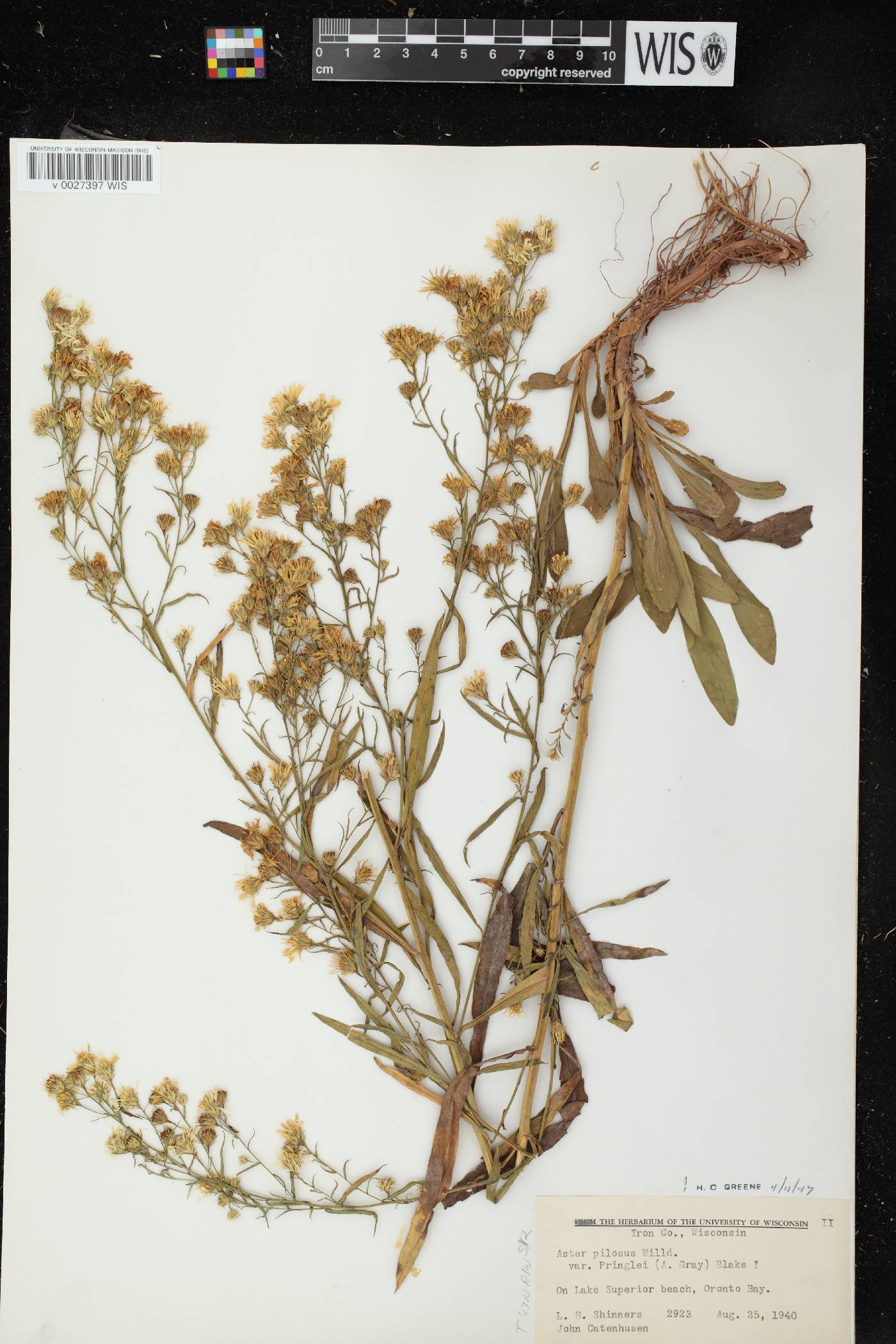 Symphyotrichum pilosum image