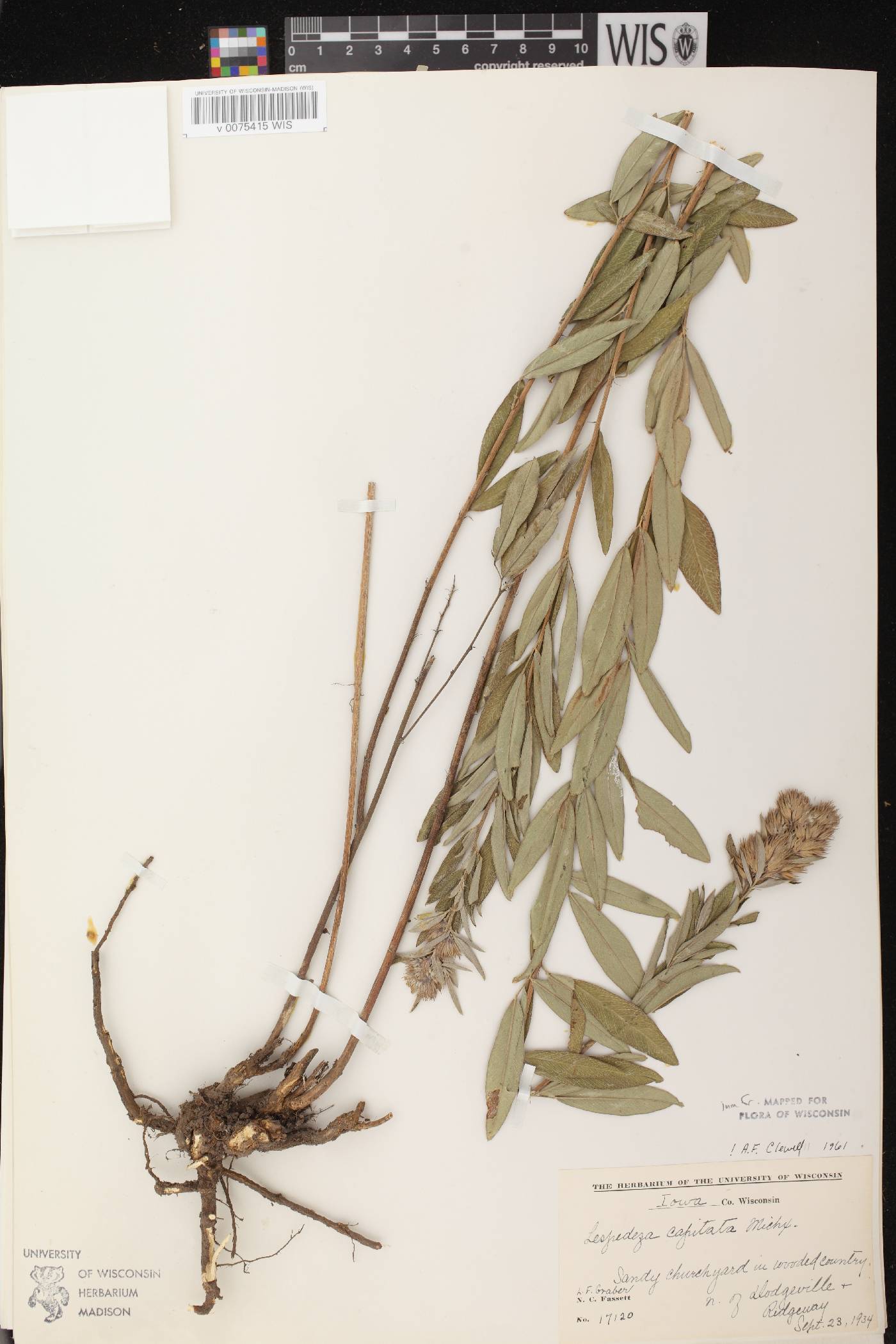 Lespedeza capitata image