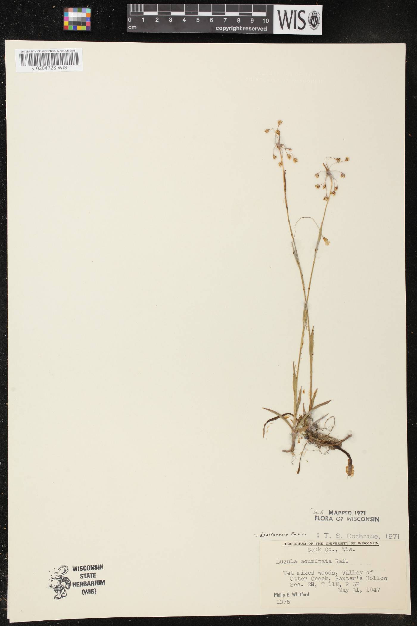 Luzula acuminata image