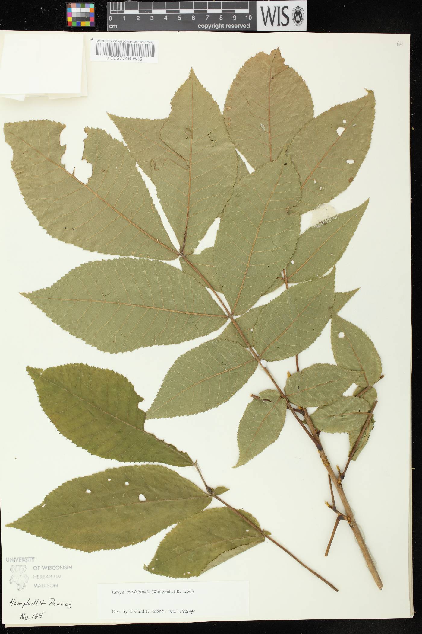 Carya cordiformis image