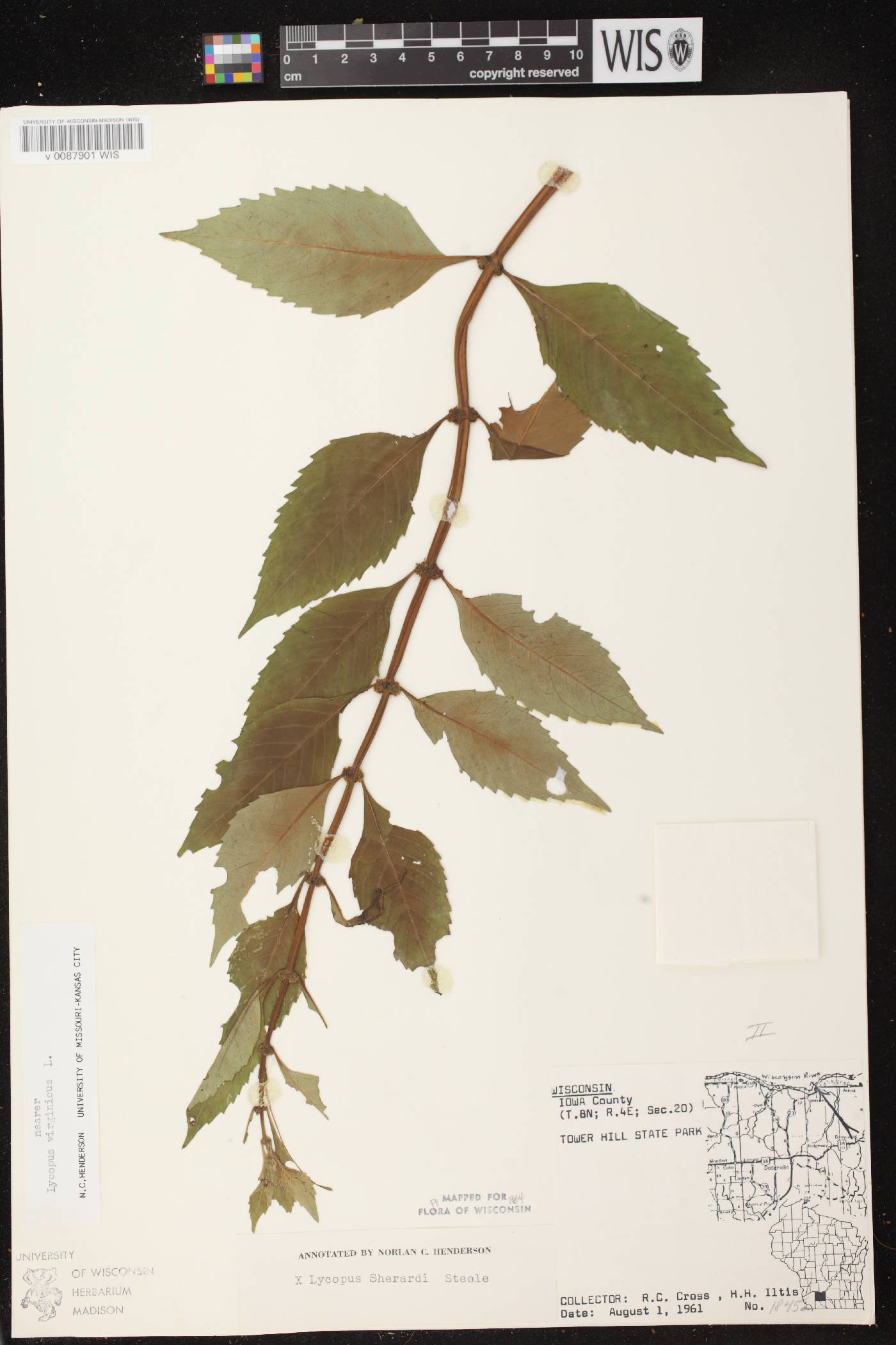 Lycopus virginicus image