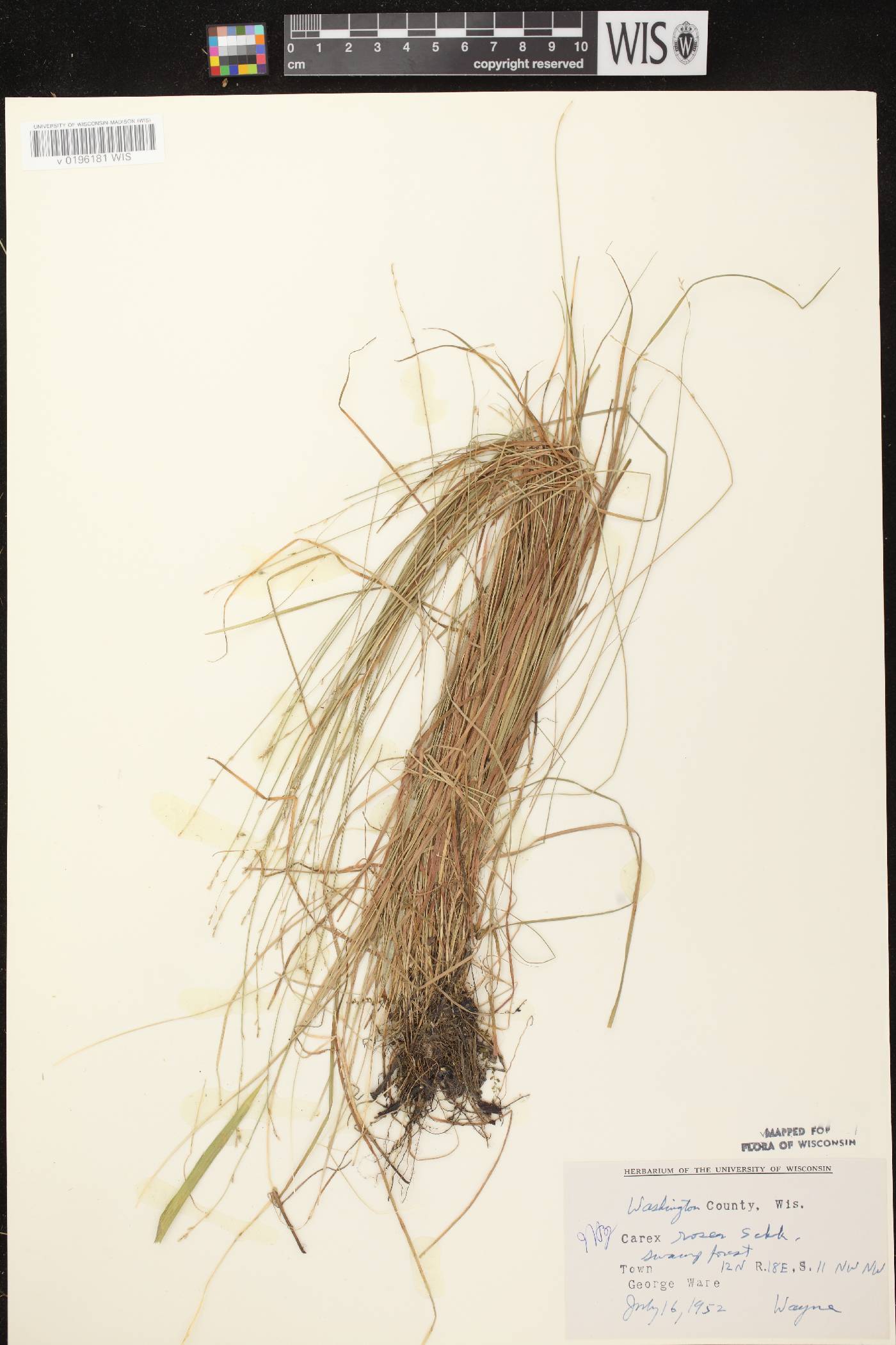Carex radiata image
