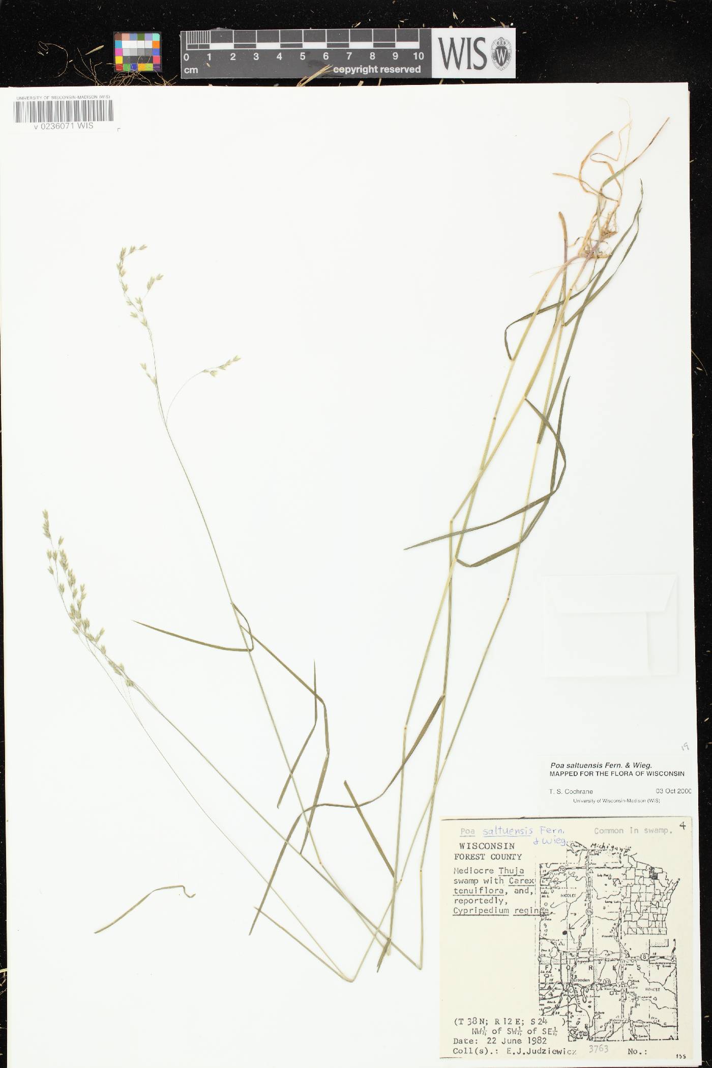 Poa saltuensis image