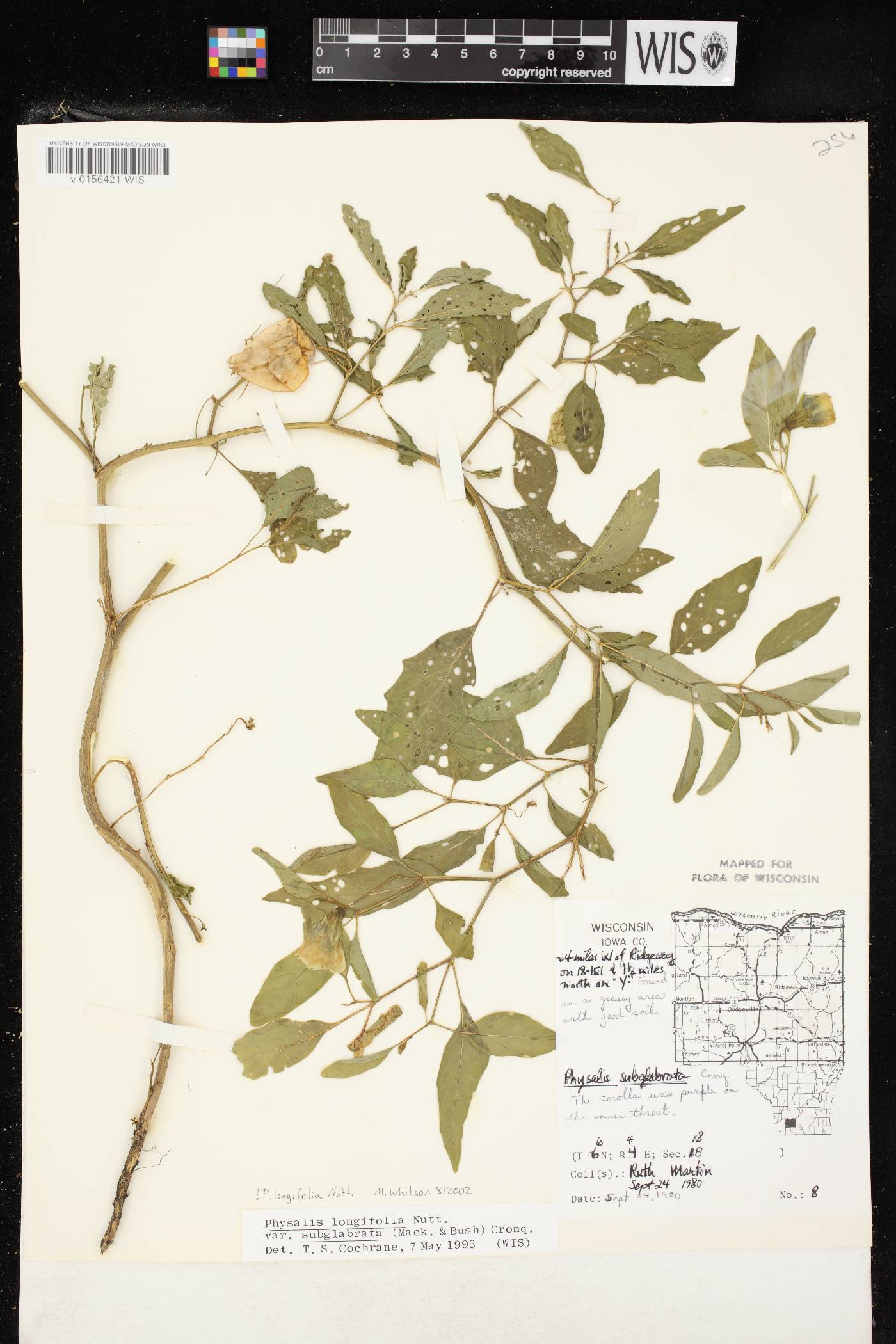 Physalis longifolia image