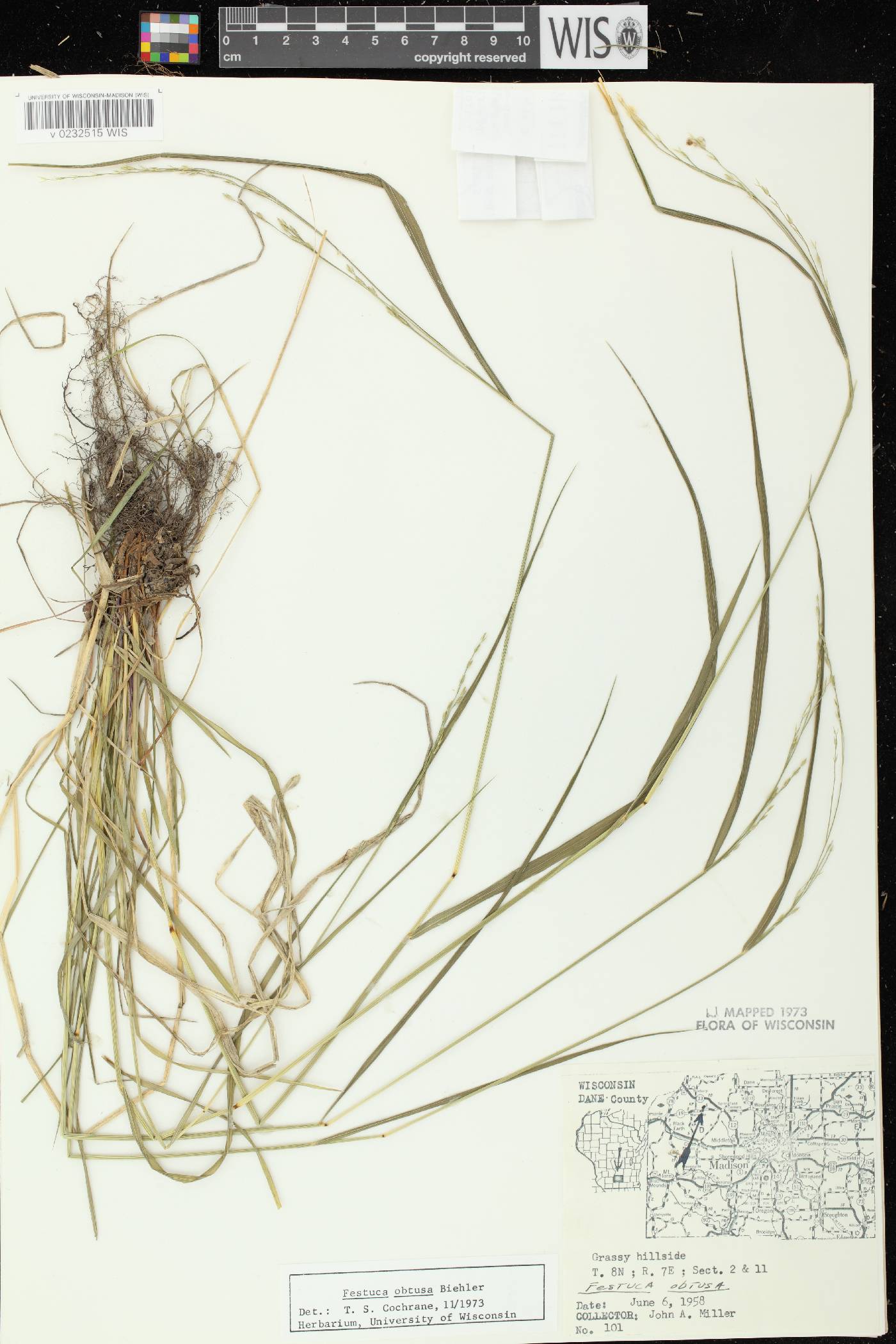 Festuca subverticillata image