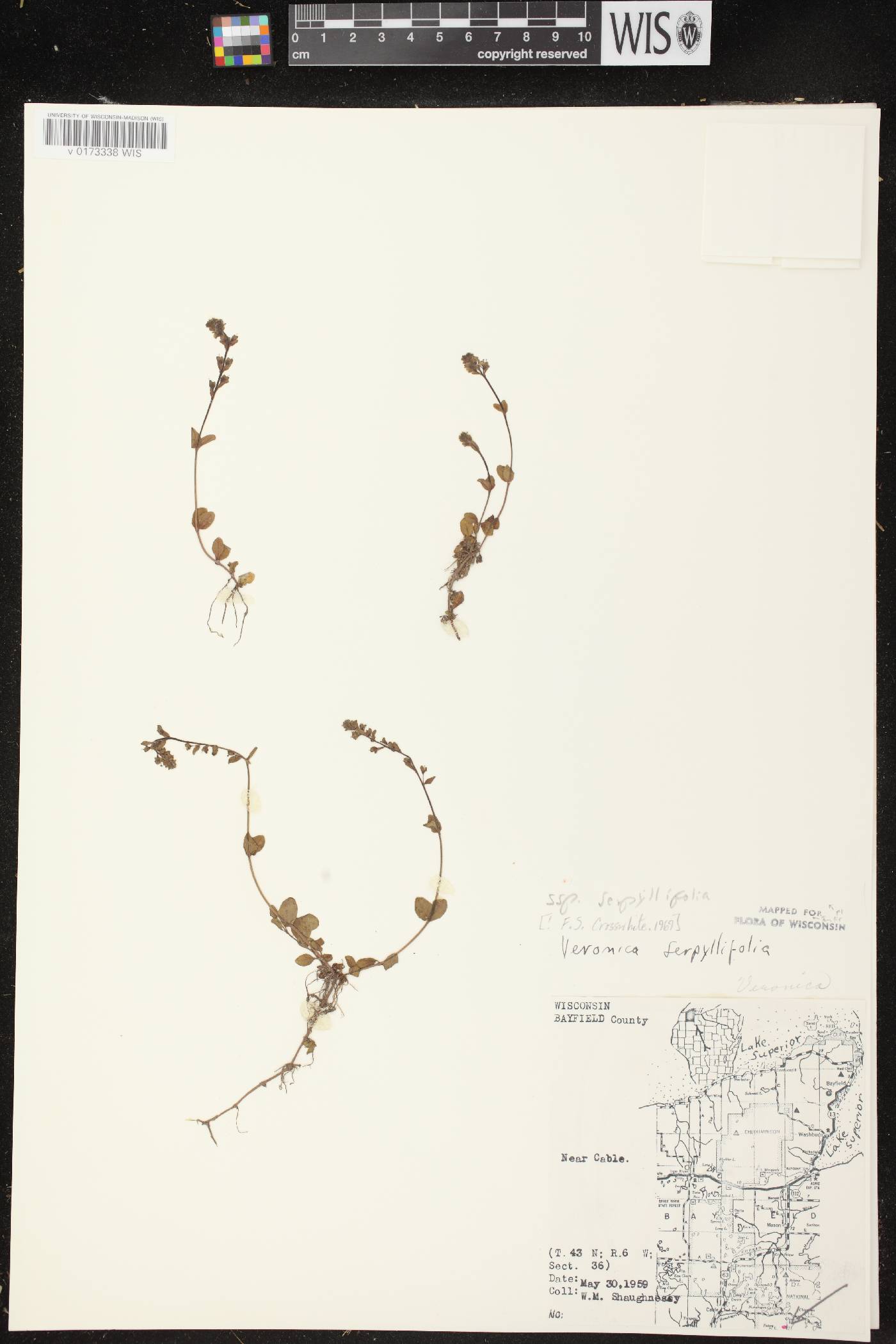Veronica serpyllifolia subsp. serpyllifolia image