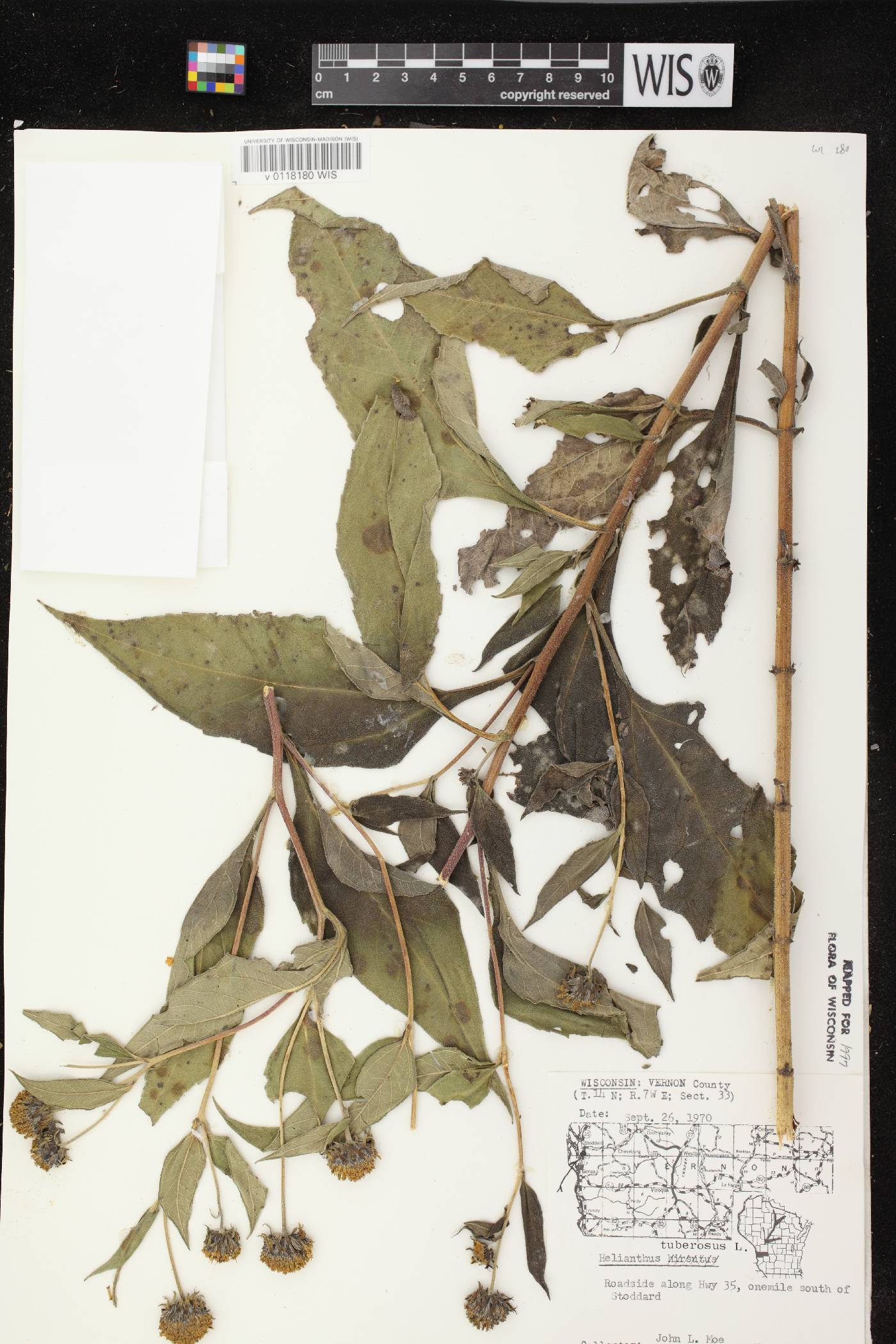 Helianthus tuberosus image