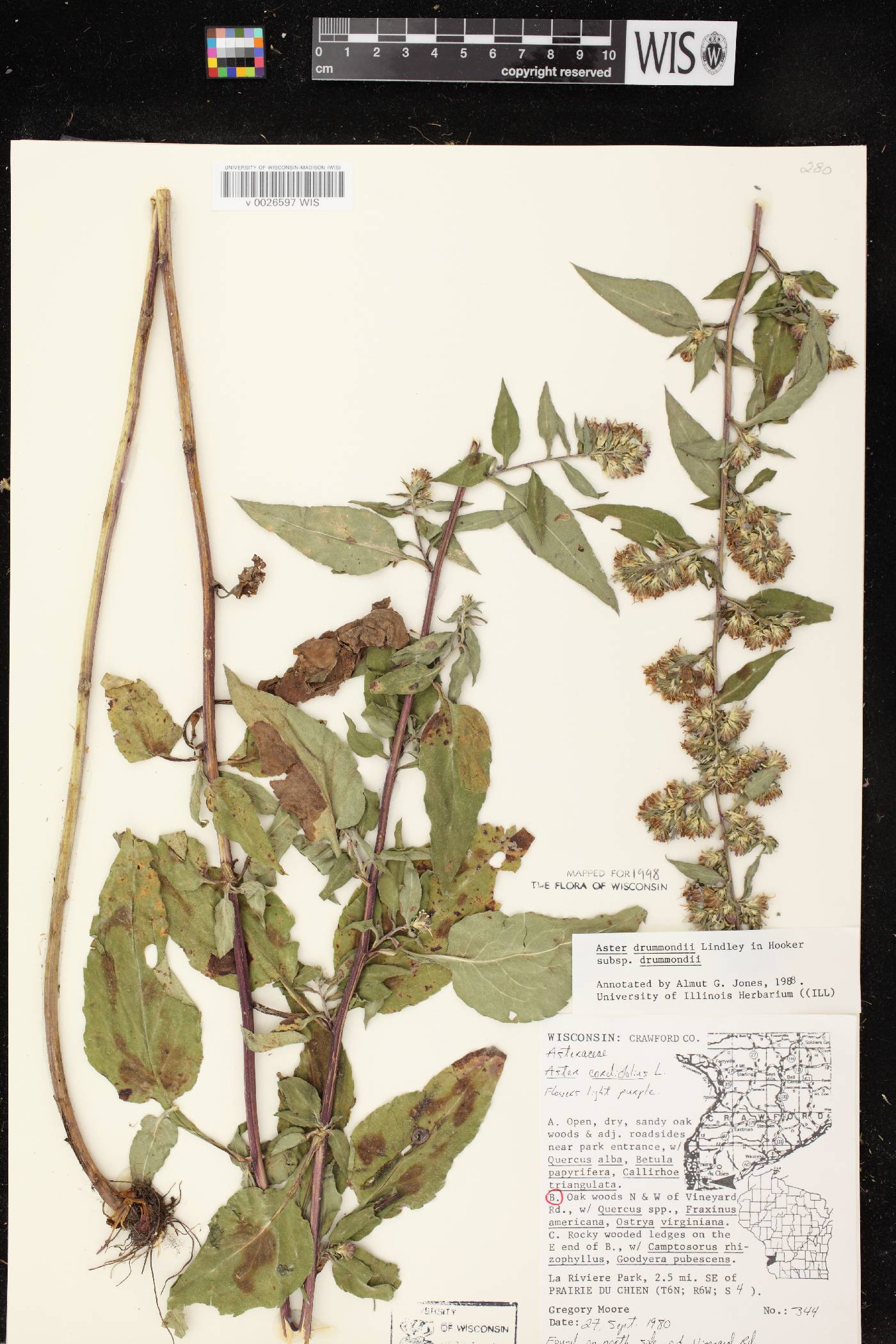 Symphyotrichum drummondii var. drummondii image