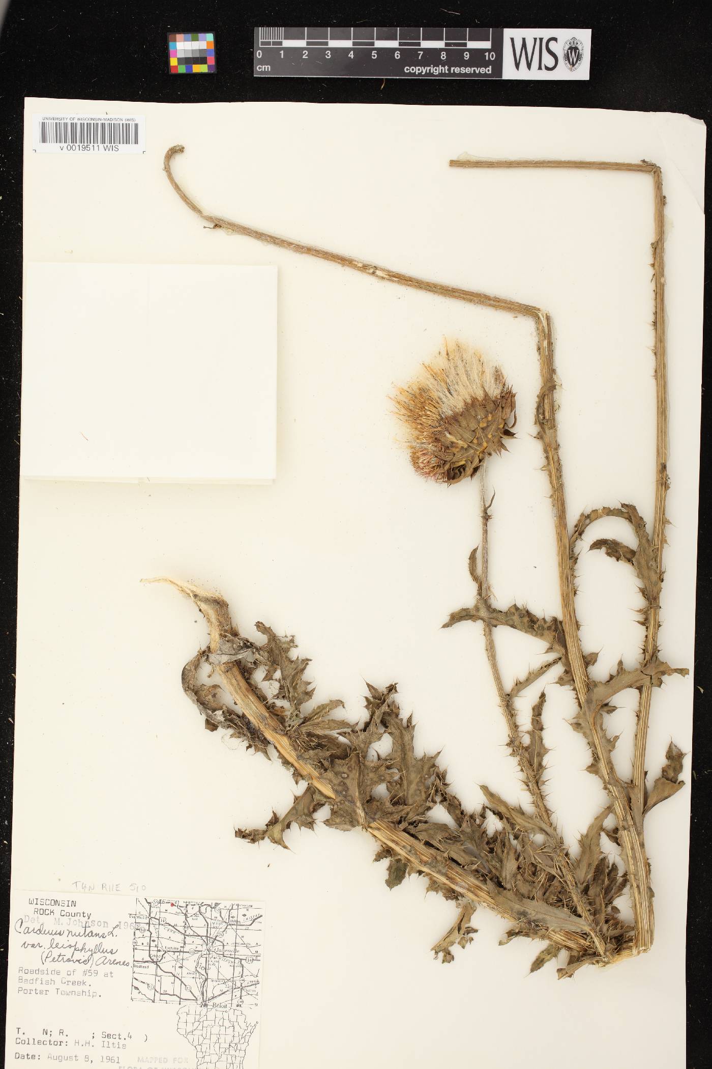 Carduus nutans image