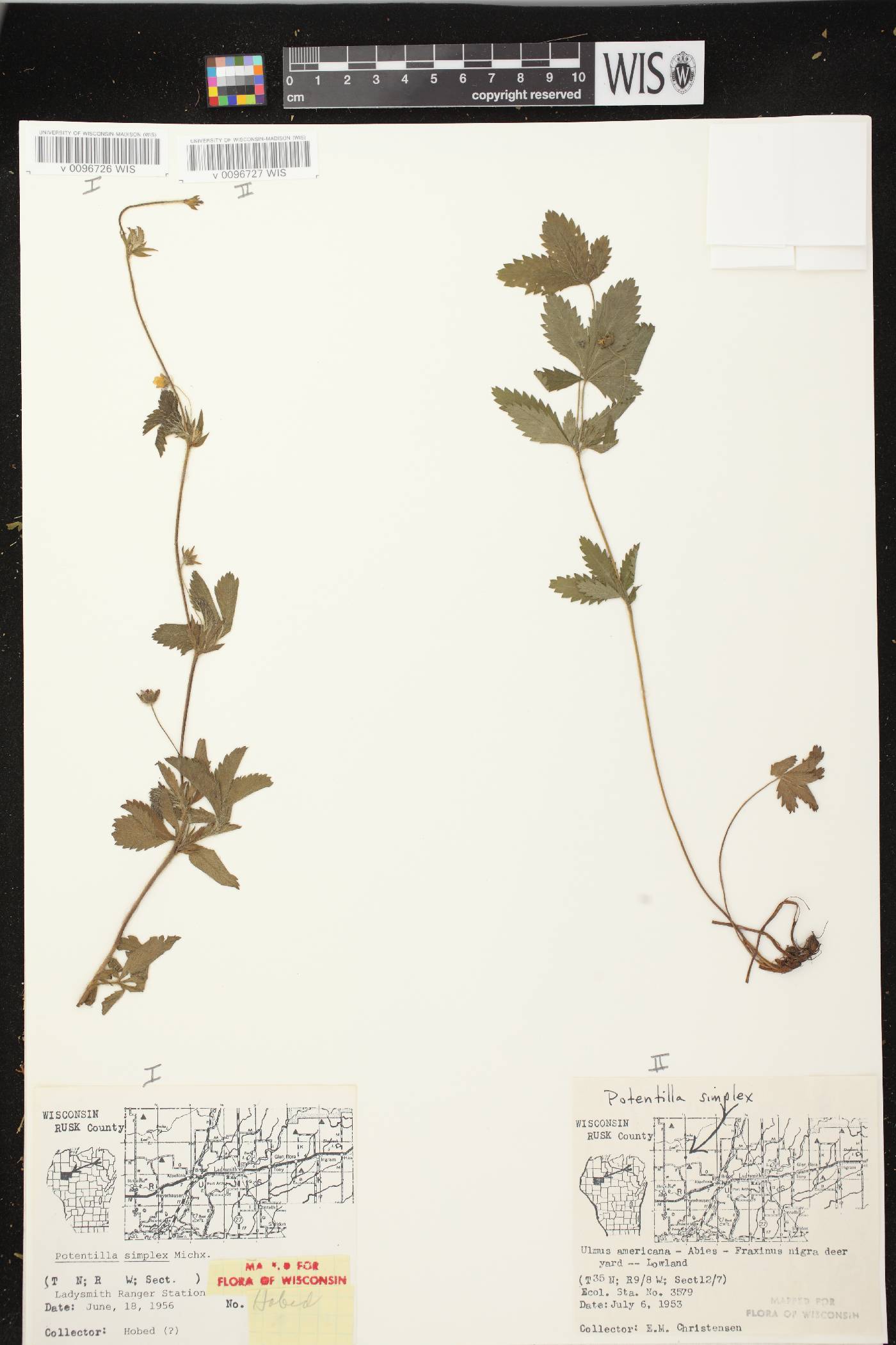 Potentilla simplex image