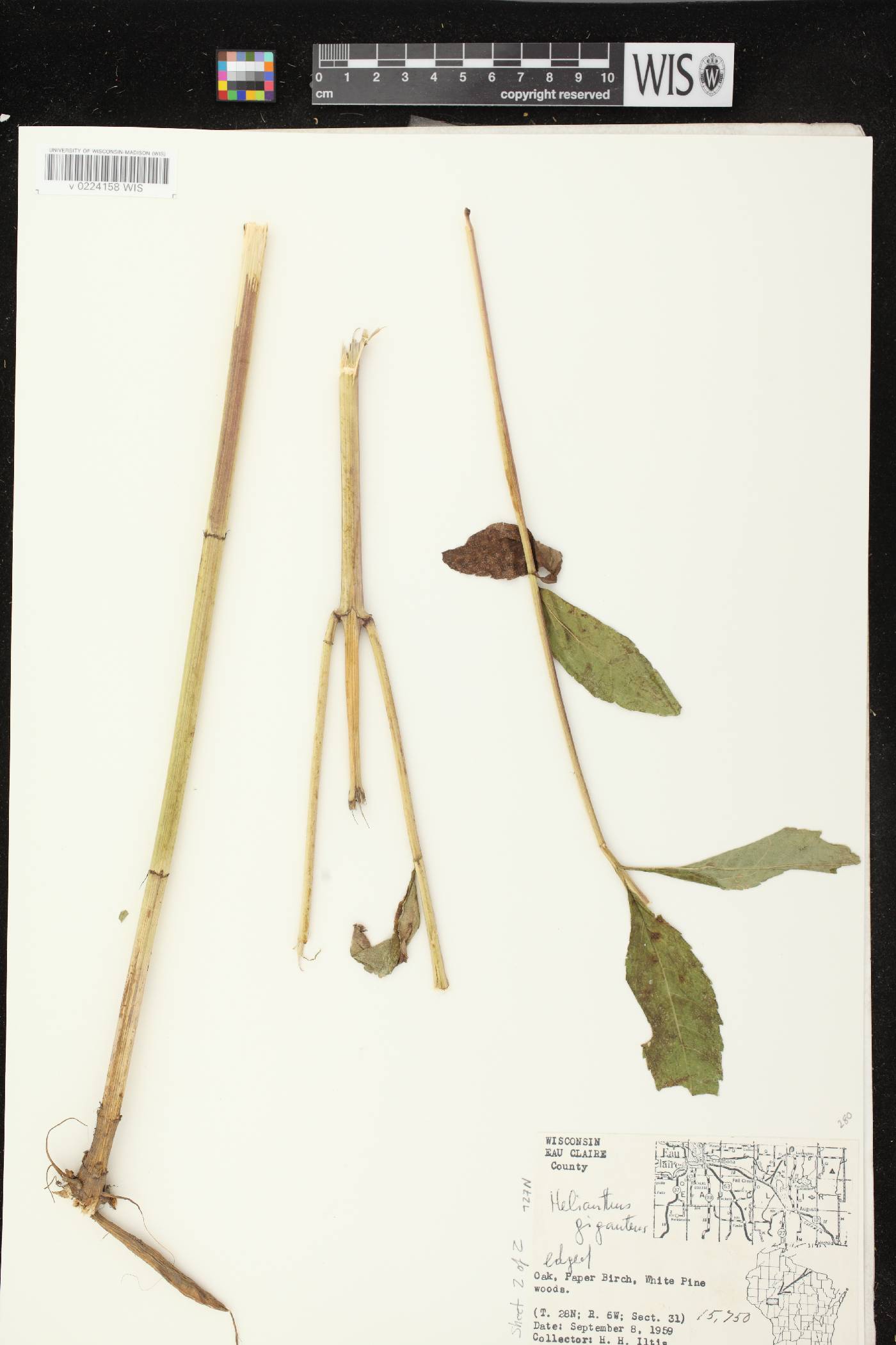 Helianthus giganteus image