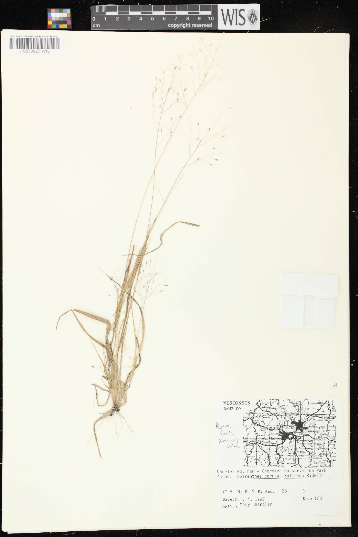 Panicum flexile image