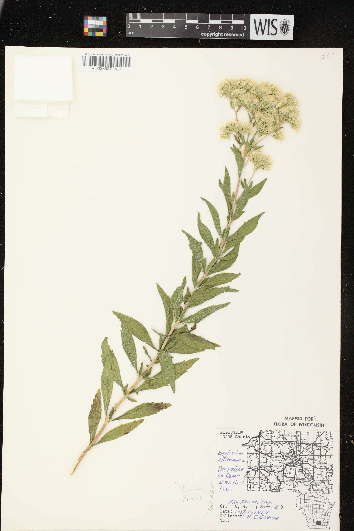 Eupatorium altissimum image