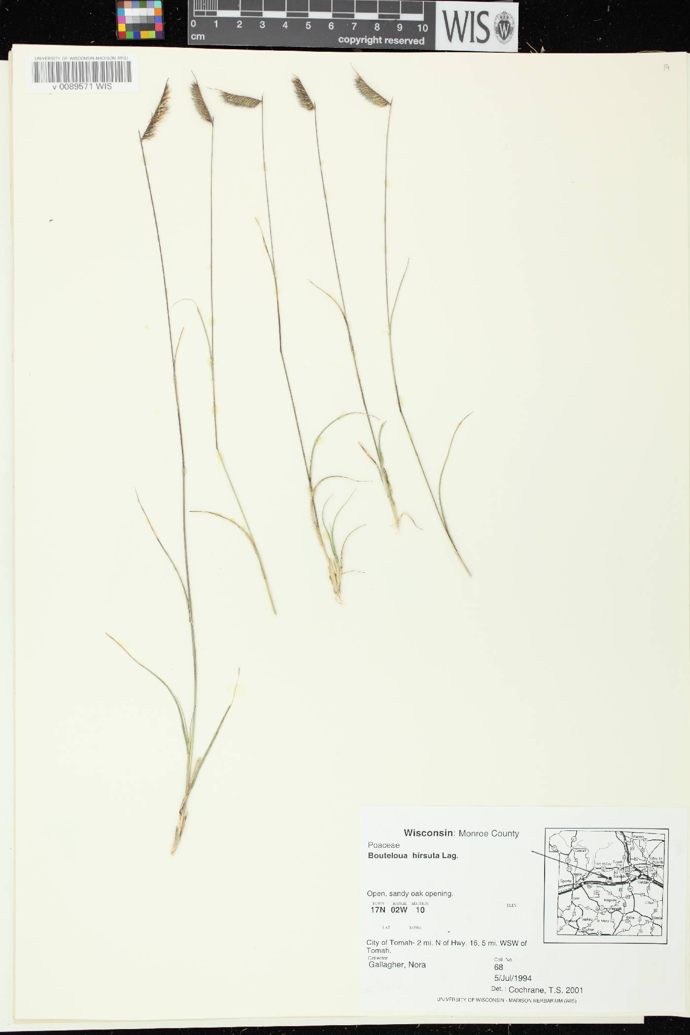 Bouteloua hirsuta subsp. hirsuta image