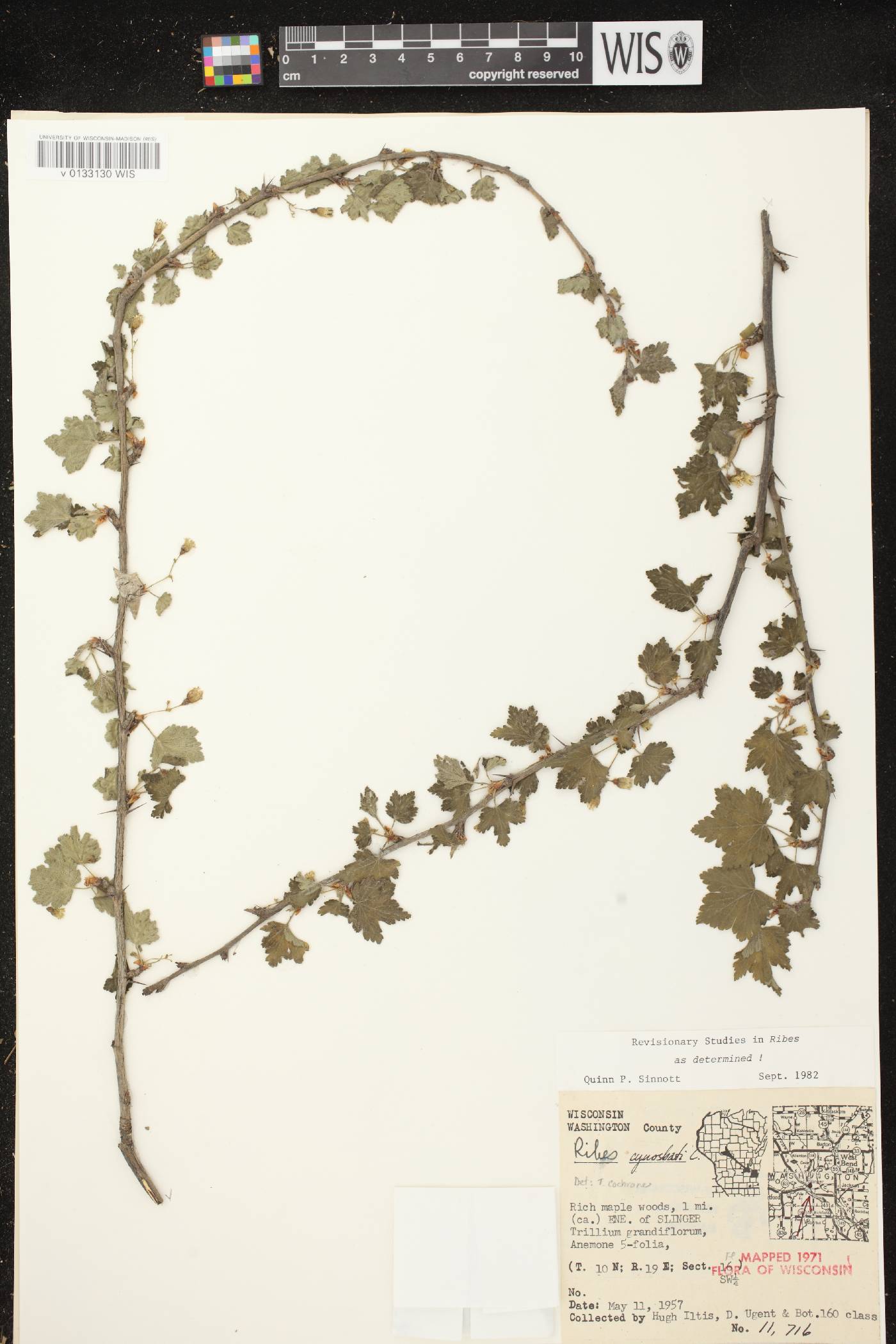 Ribes cynosbati image