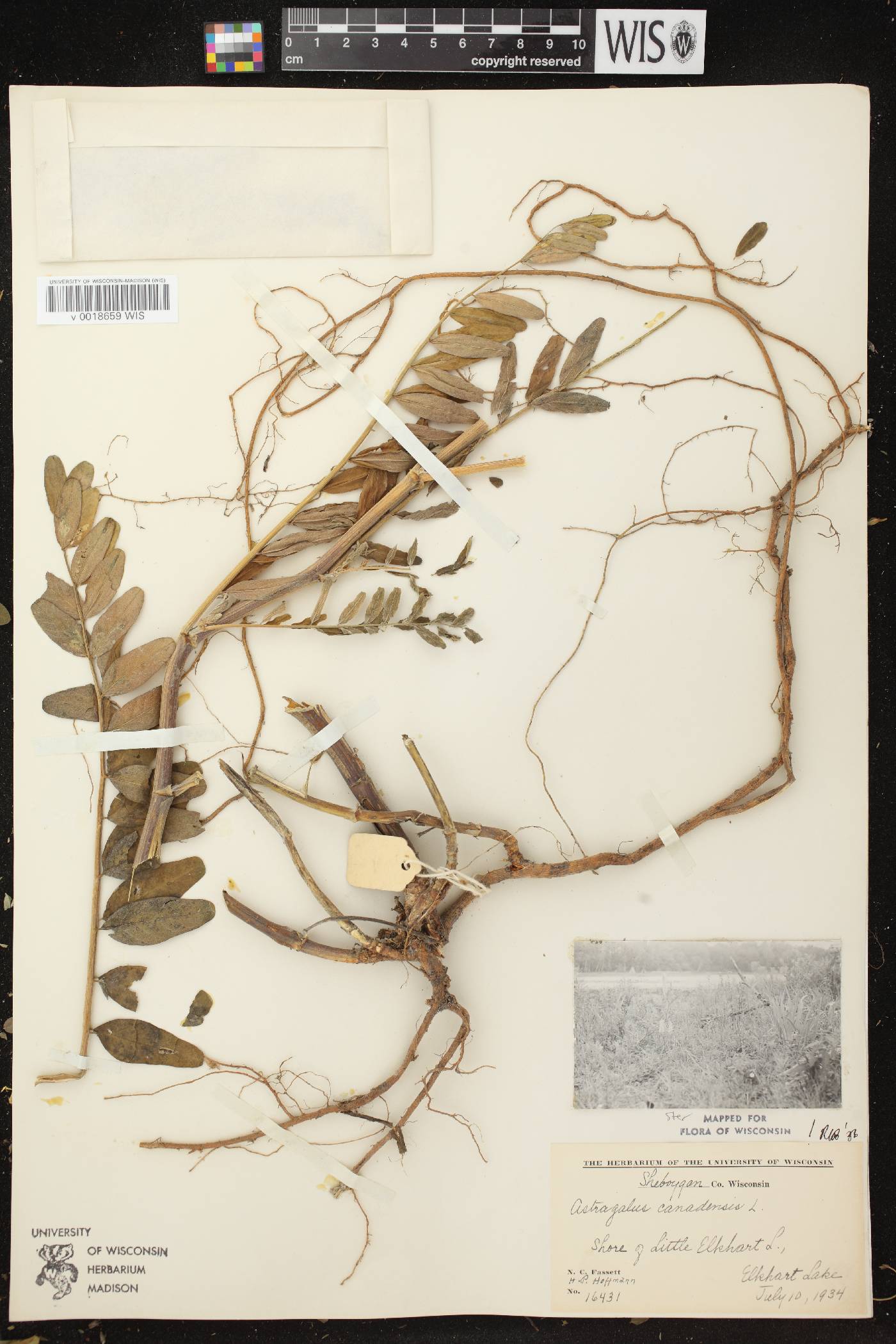 Astragalus canadensis var. canadensis image
