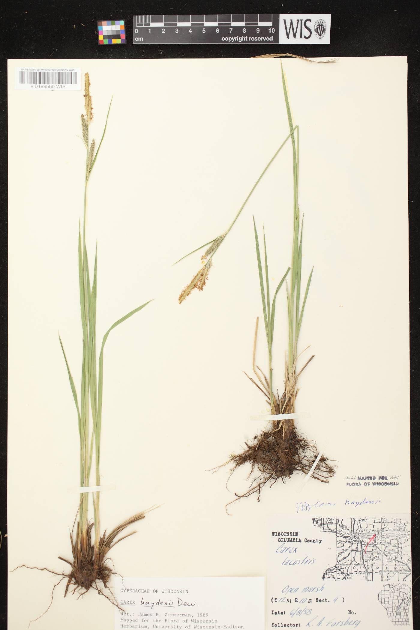 Carex haydenii image