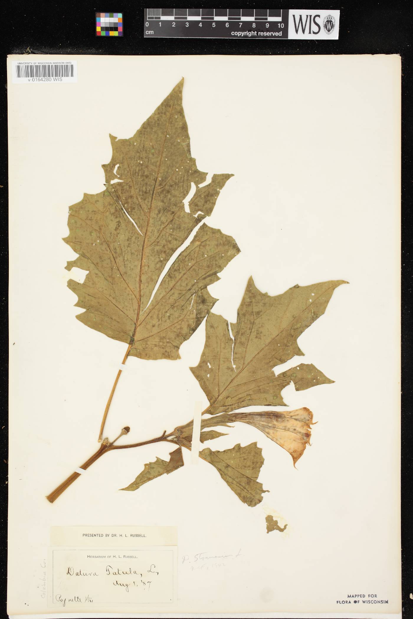 Datura stramonium image