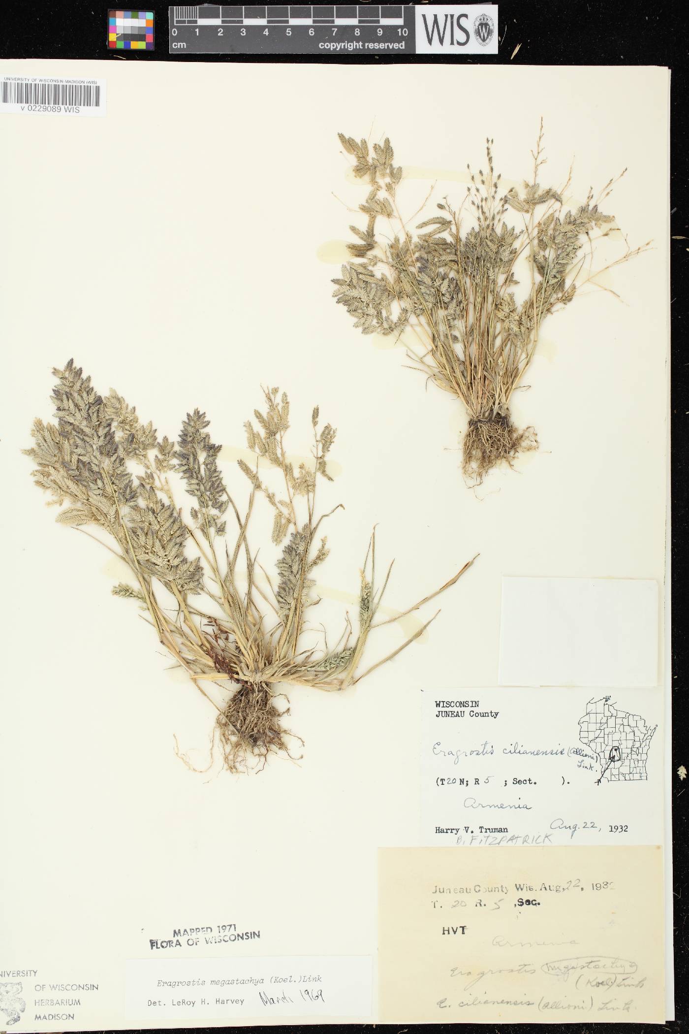 Eragrostis cilianensis image