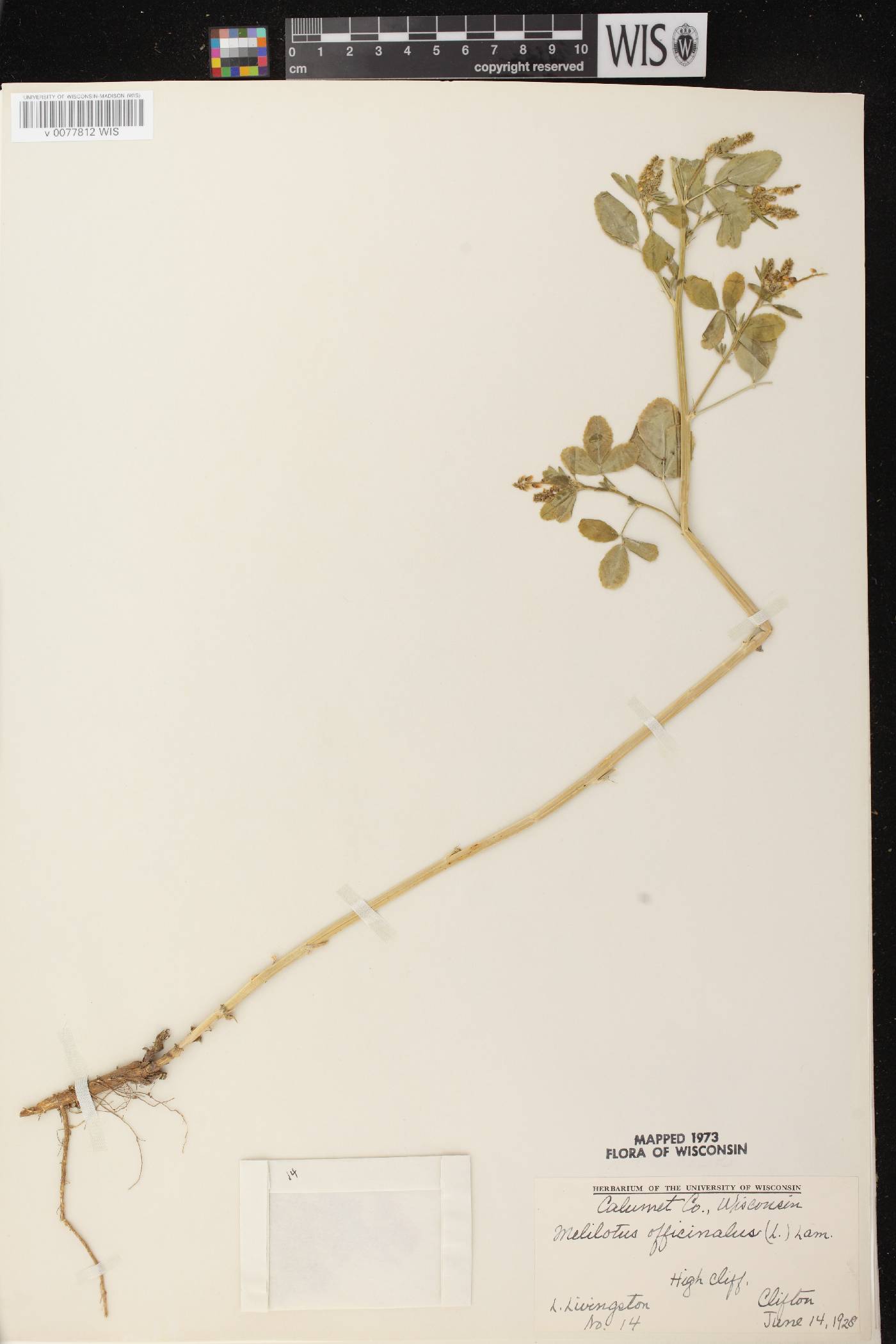 Melilotus officinalis image