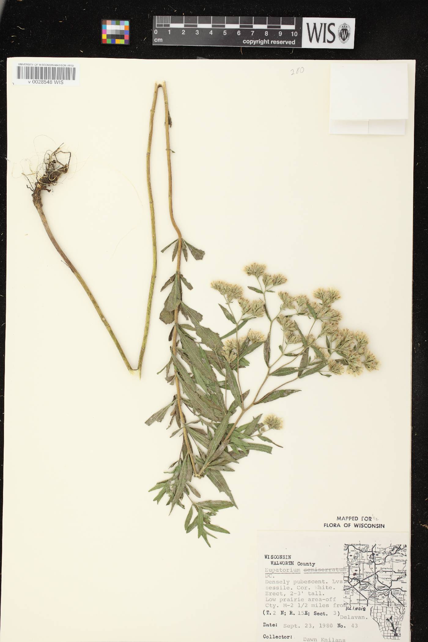 Eupatorium altissimum image
