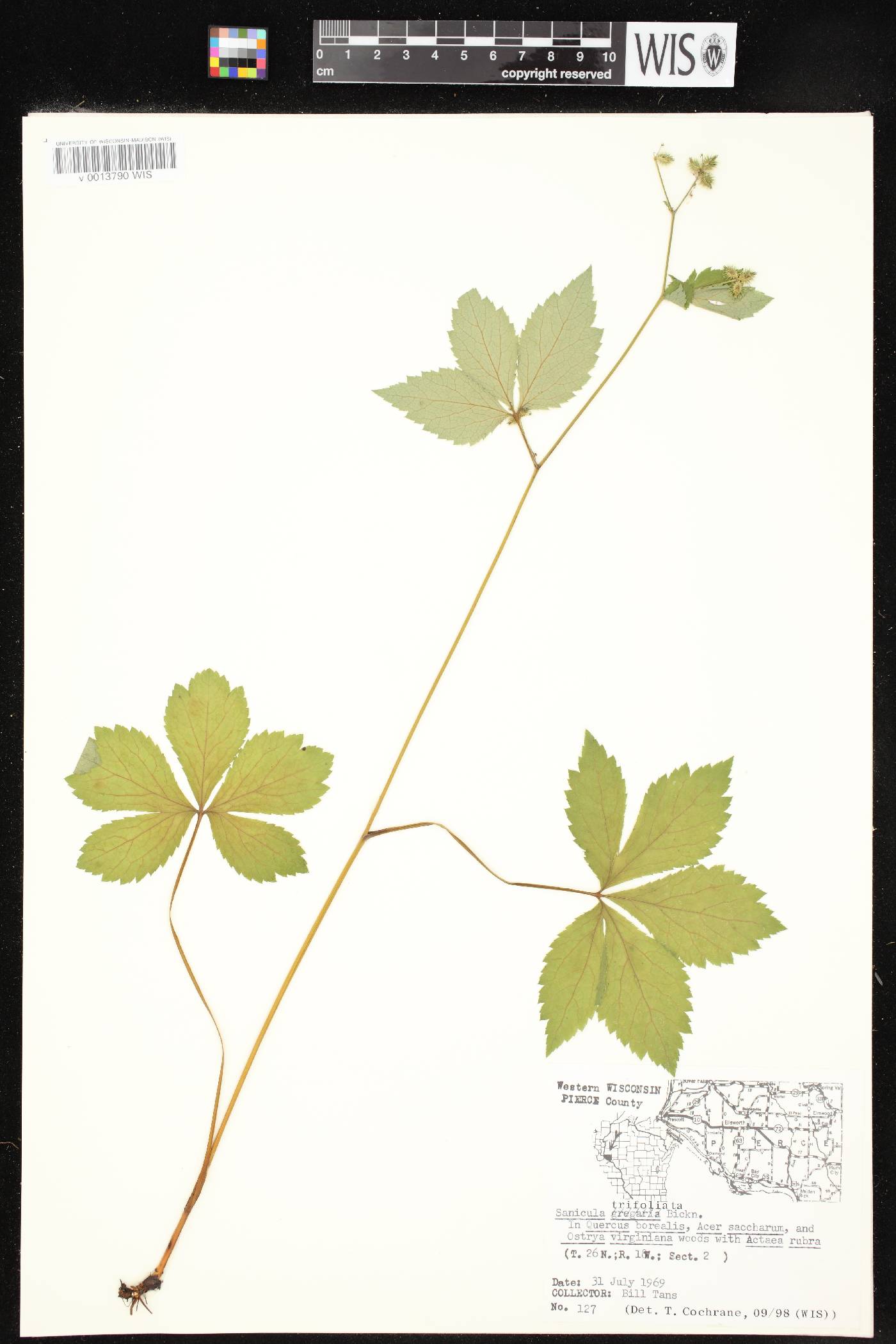 Sanicula trifoliata image