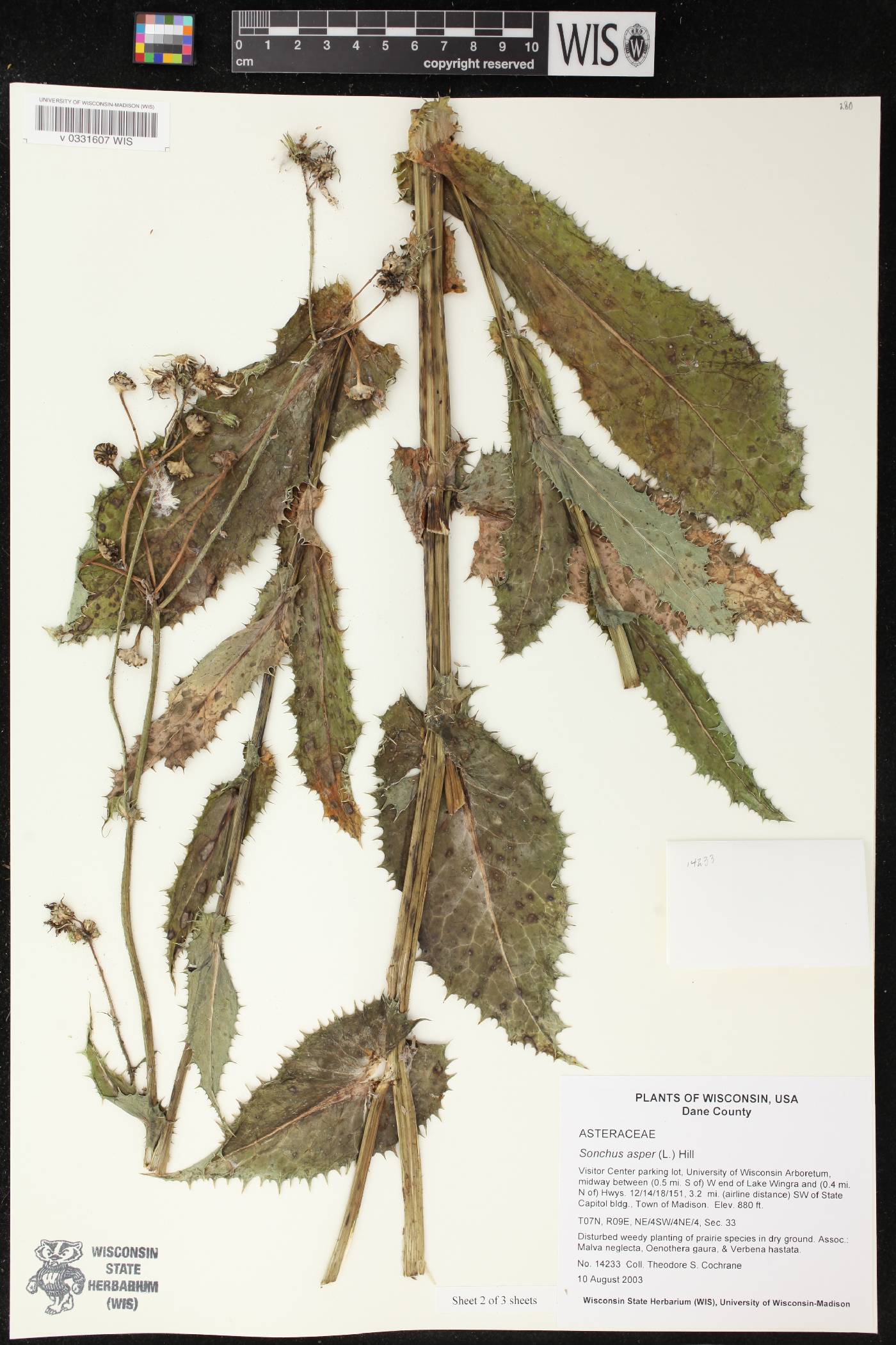 Sonchus asper image