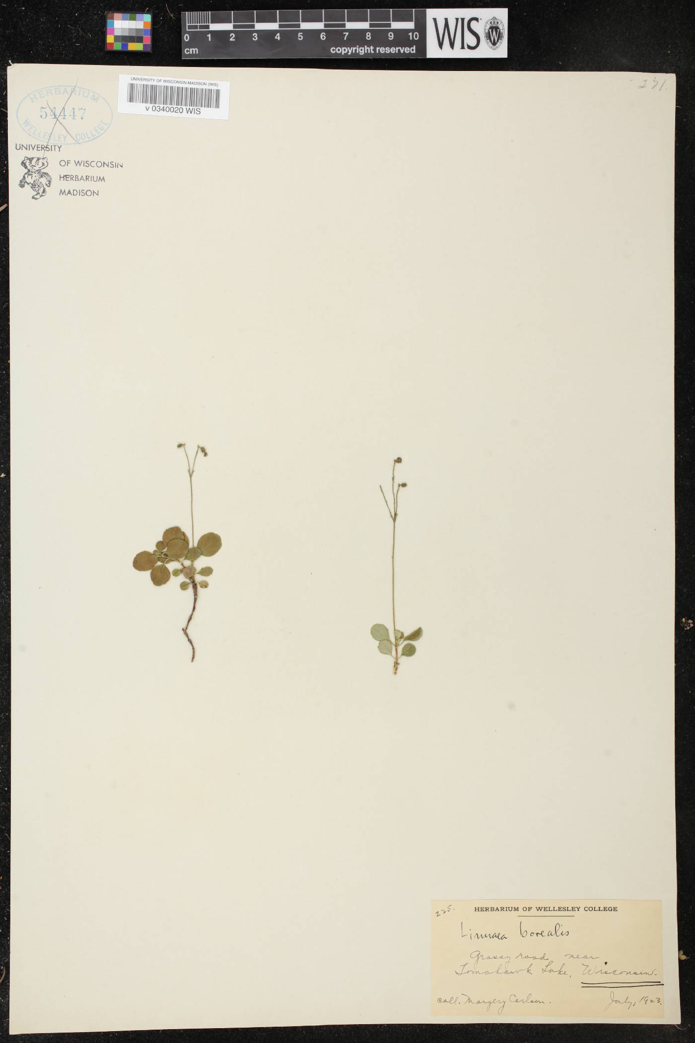 Linnaea borealis image