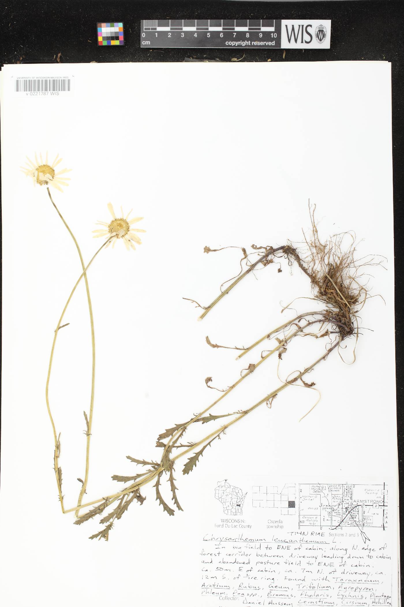 Leucanthemum vulgare image