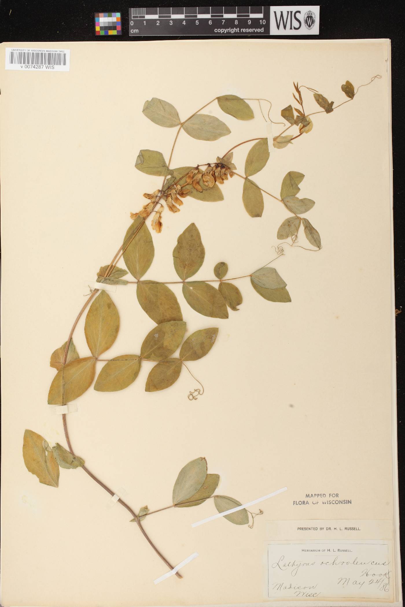 Lathyrus ochroleucus image