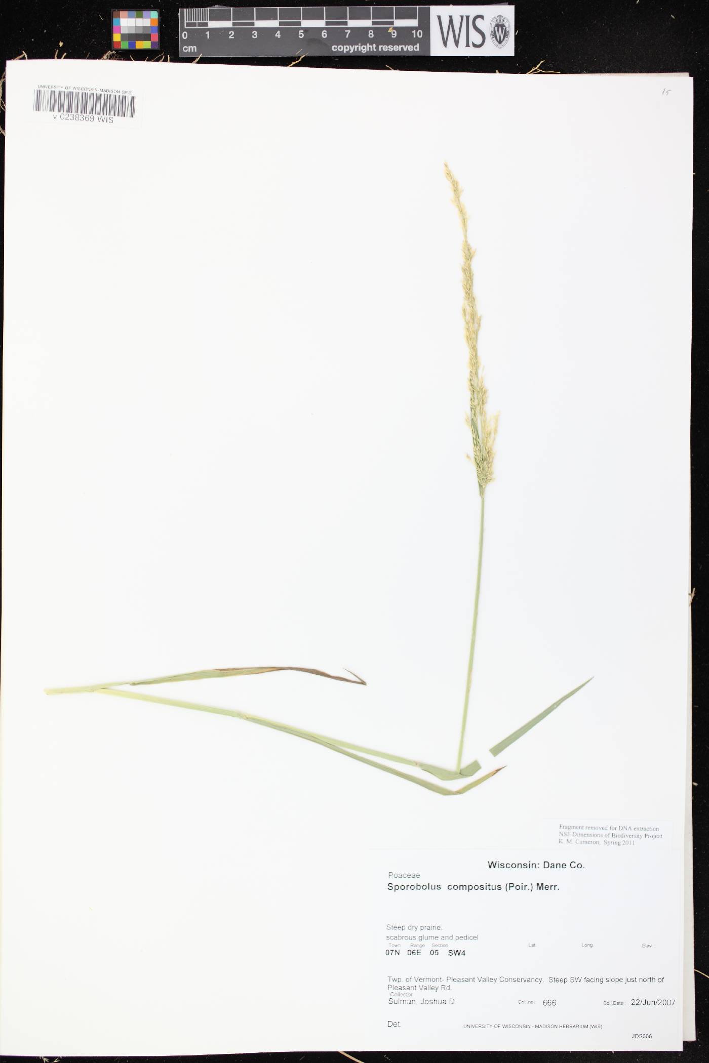 Sporobolus compositus var. compositus image