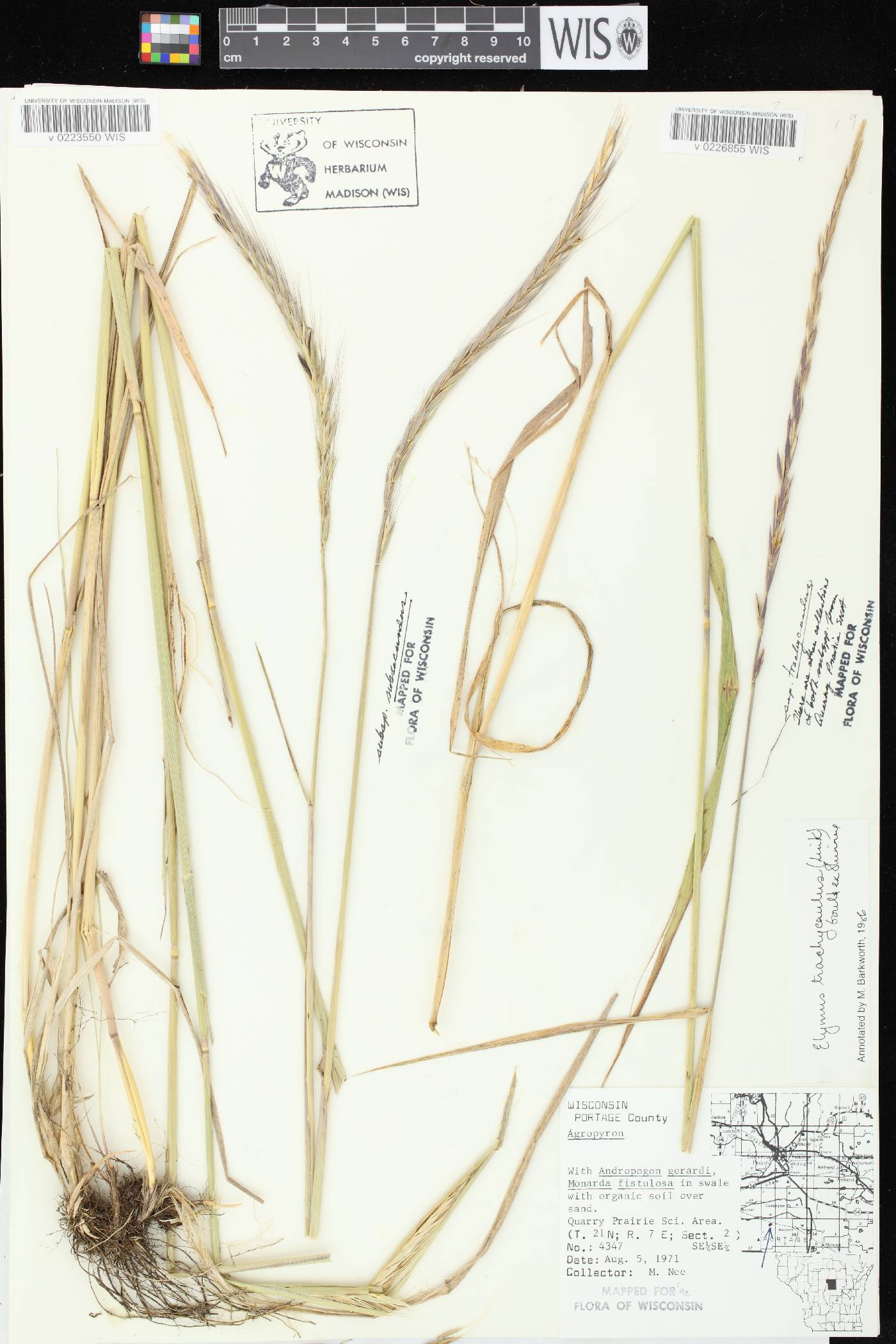 Elymus trachycaulus subsp. subsecundus image