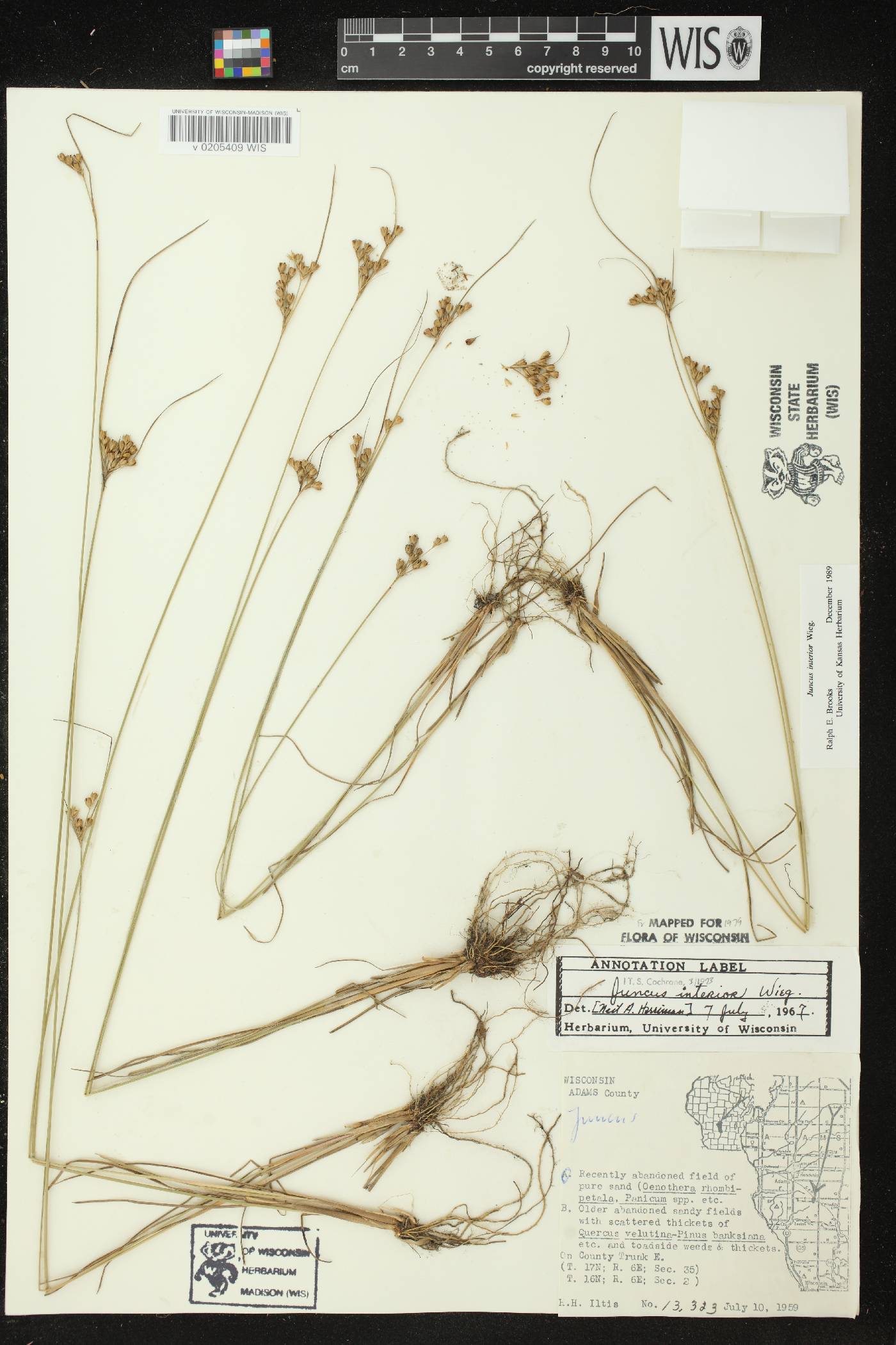 Juncus interior image
