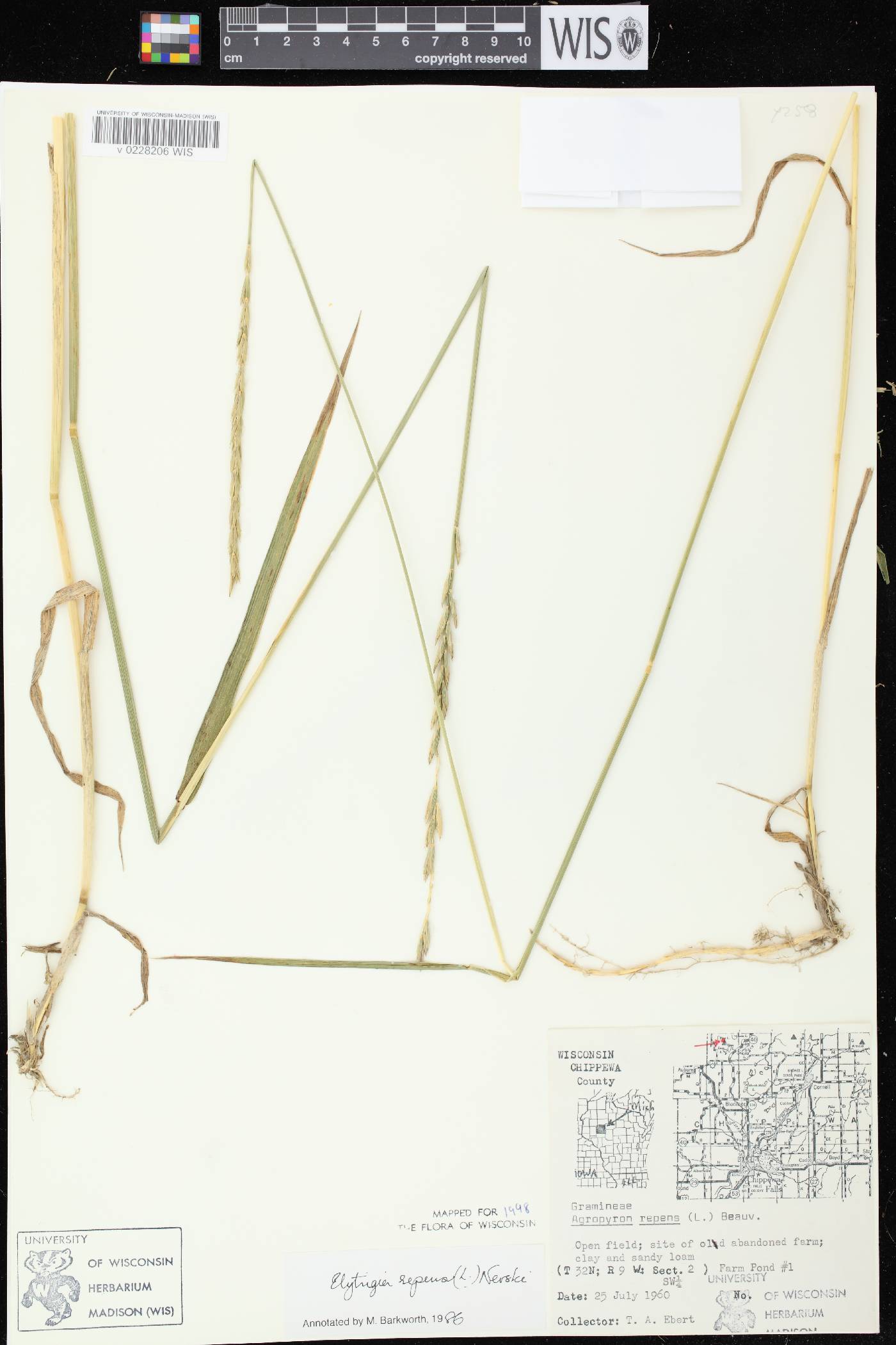 Elymus repens image