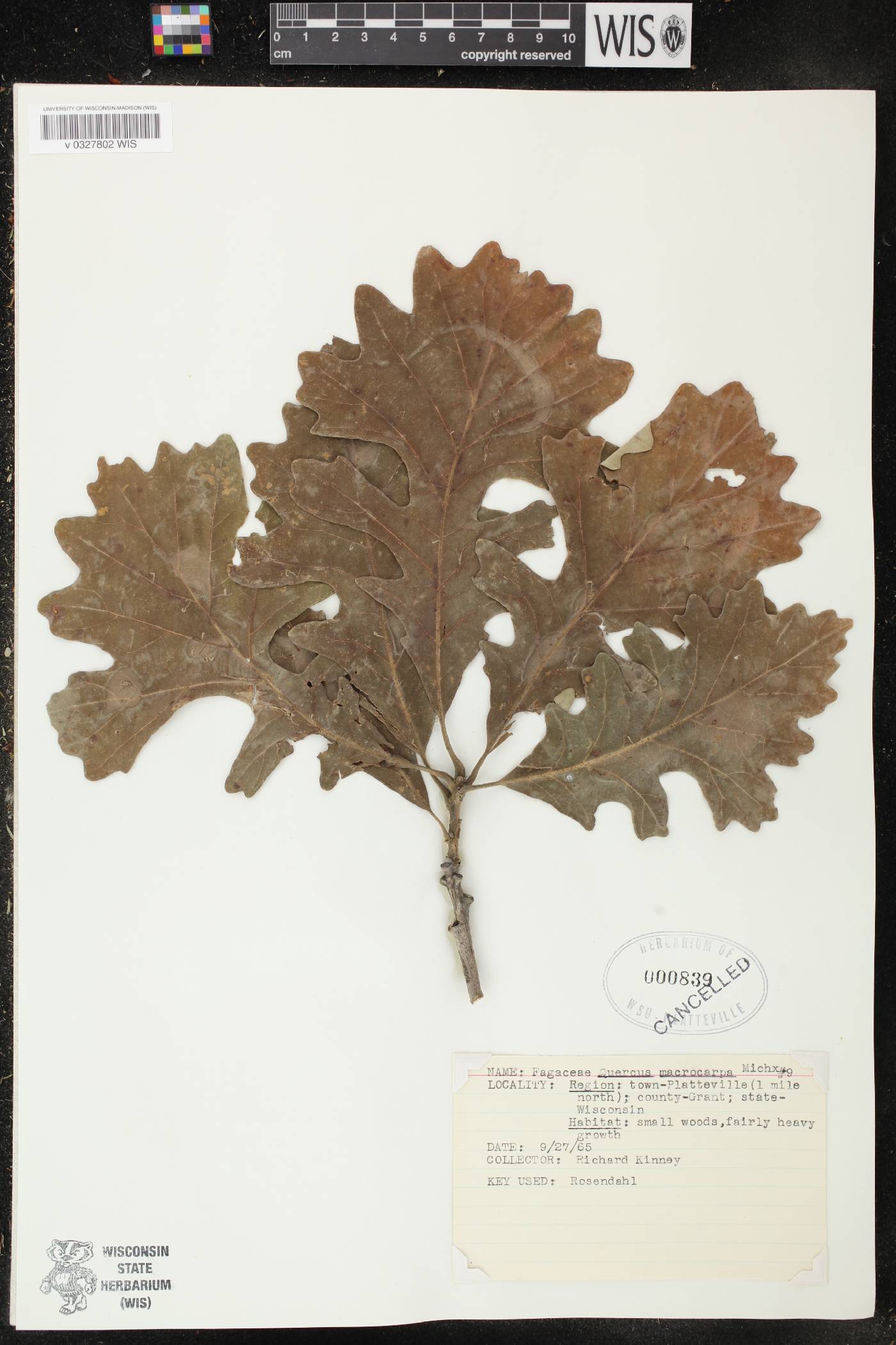 Quercus macrocarpa image