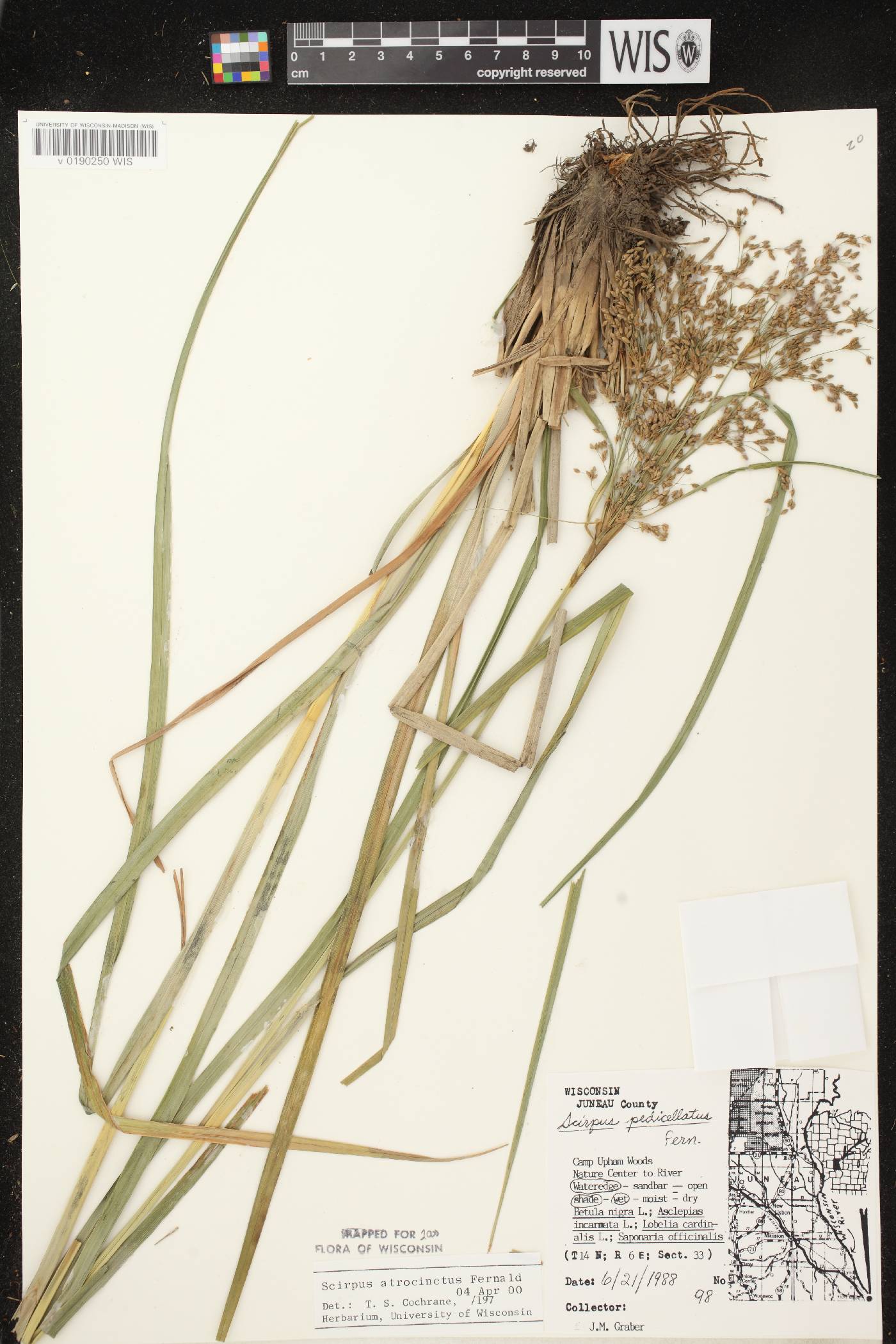 Scirpus atrocinctus image