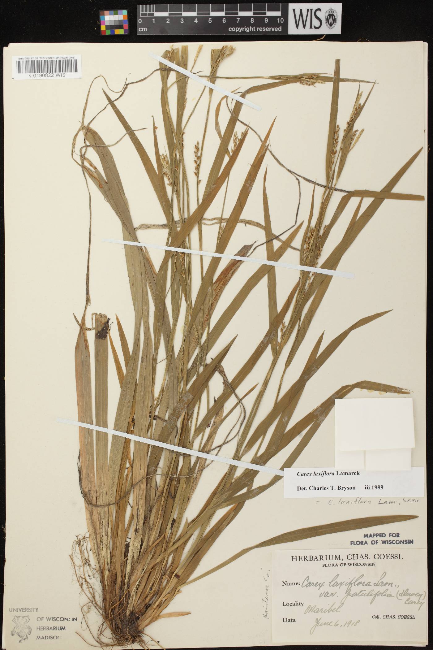 Carex laxiflora image