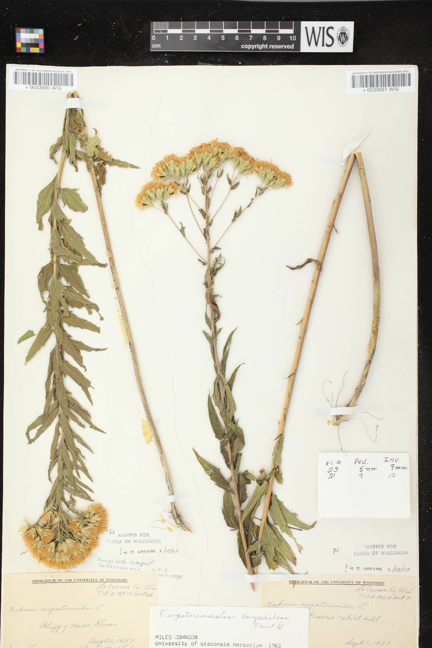 Brickellia eupatorioides image