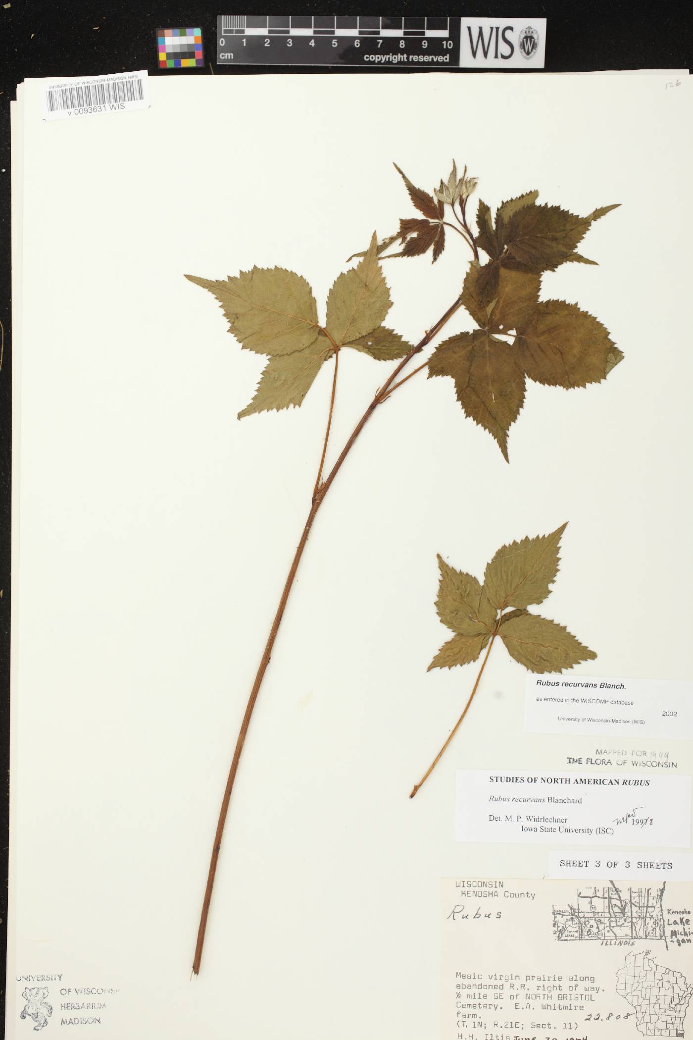 Rubus pensilvanicus image