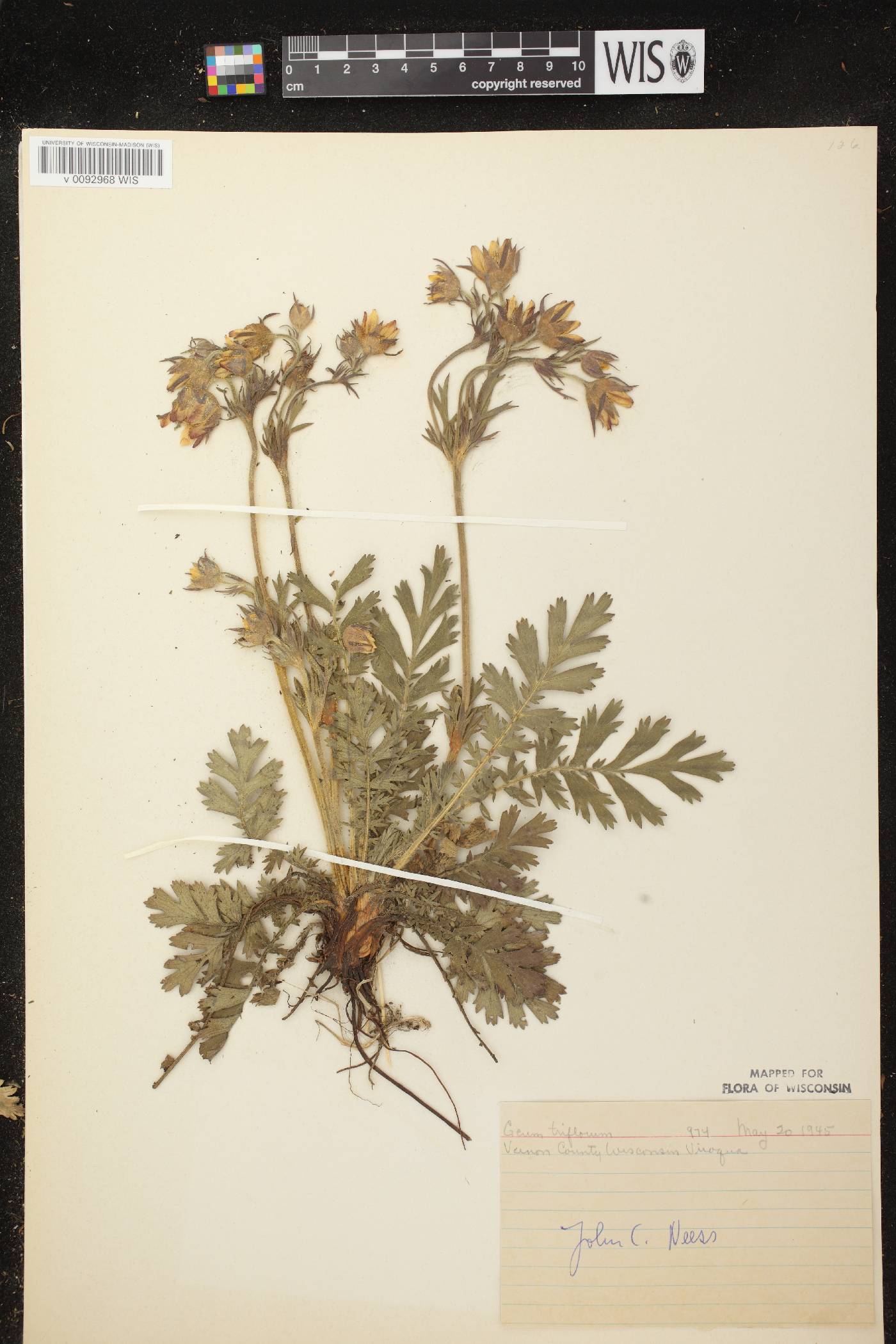 Geum triflorum var. triflorum image