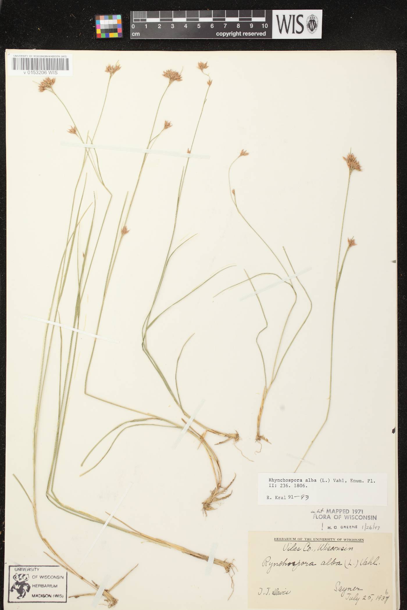 Rhynchospora alba image