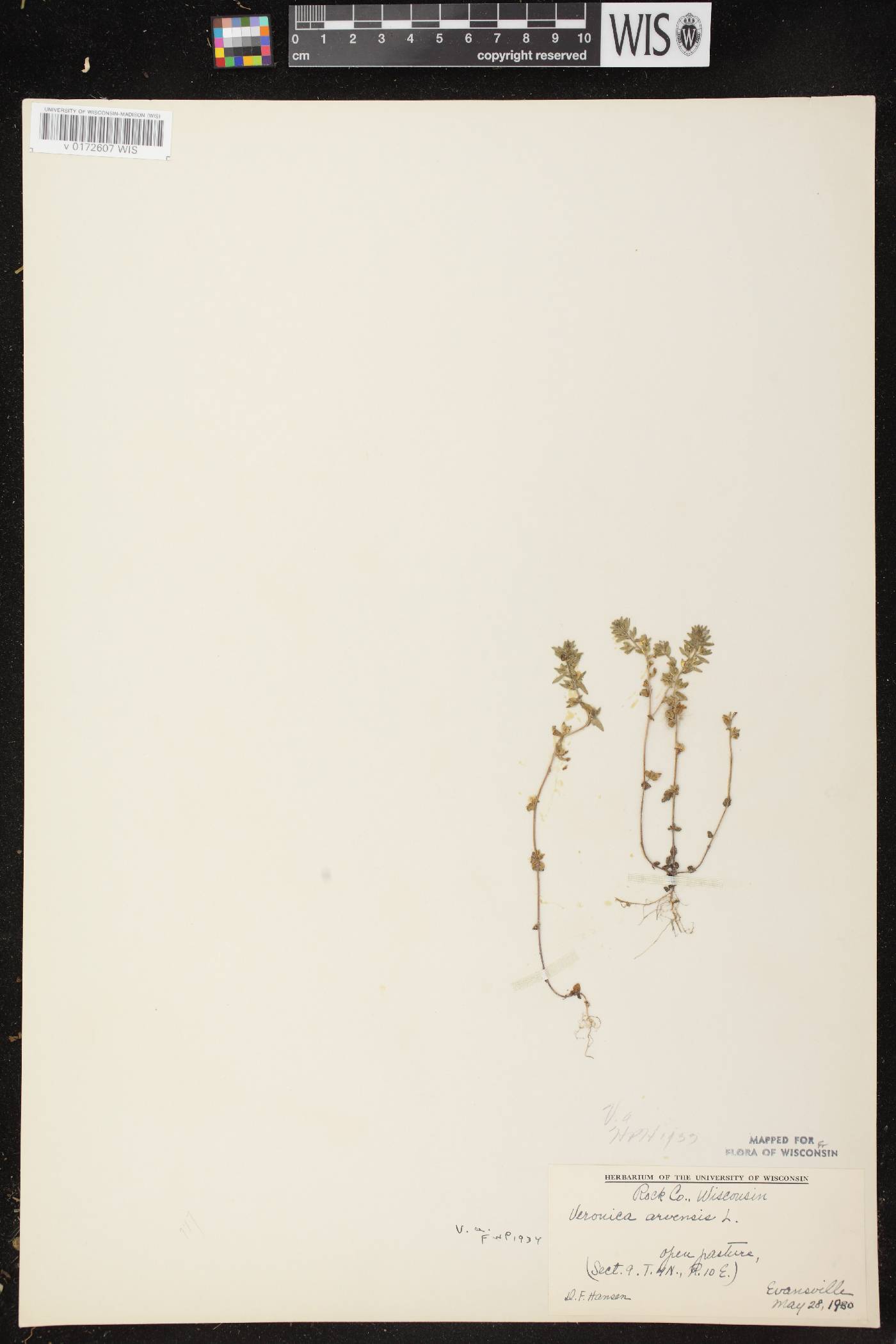 Veronica arvensis image