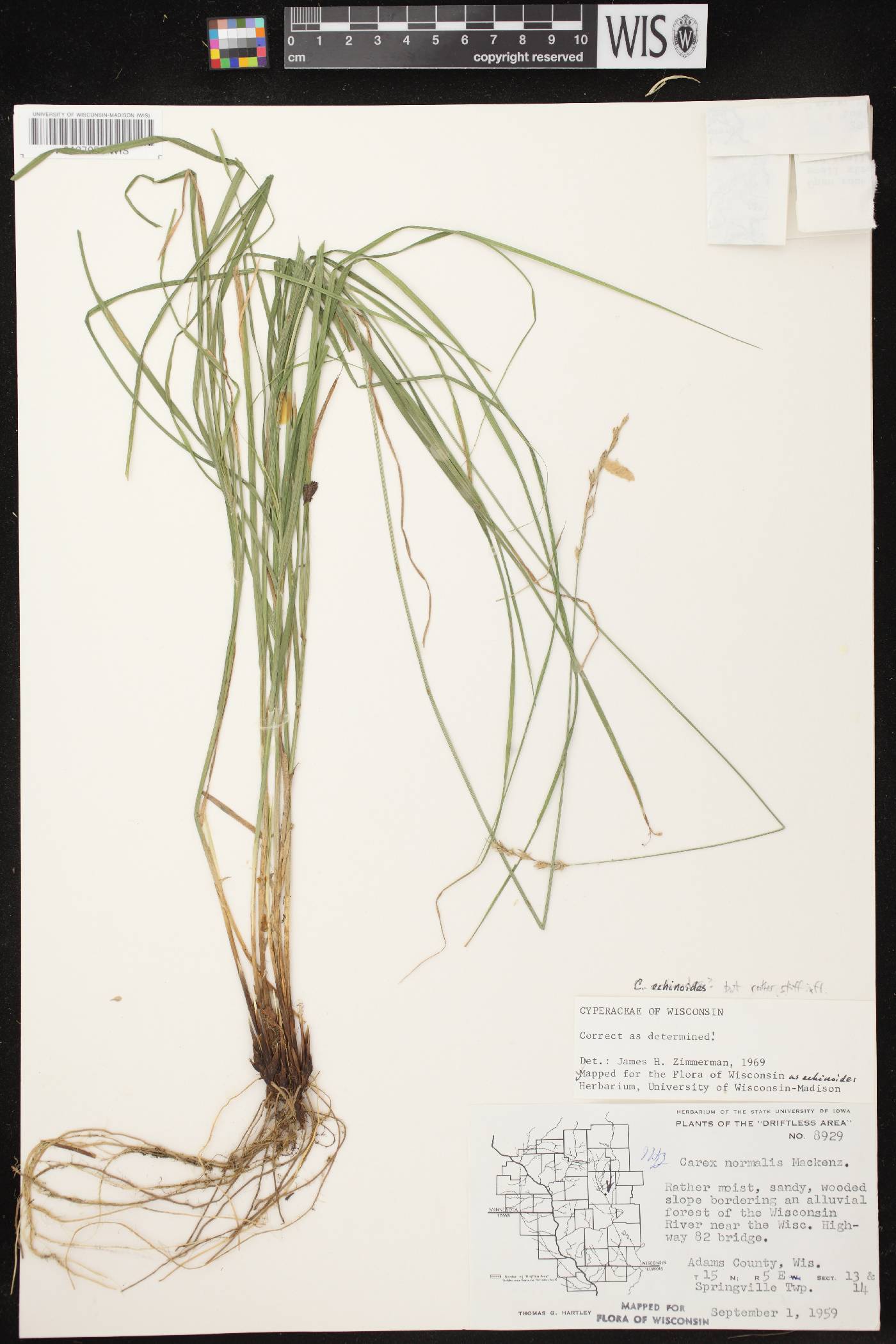 Carex echinodes image