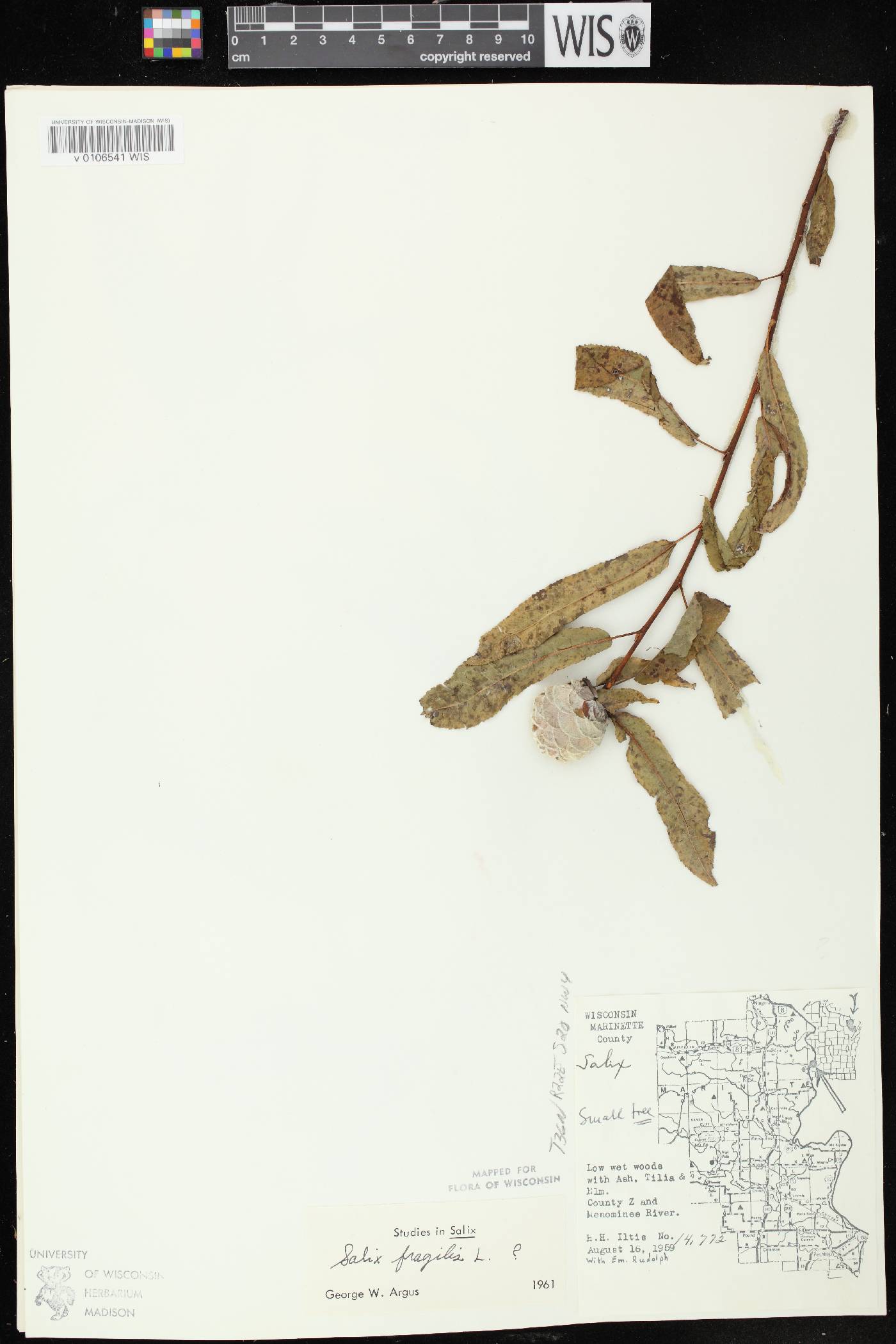 Salix x fragilis image