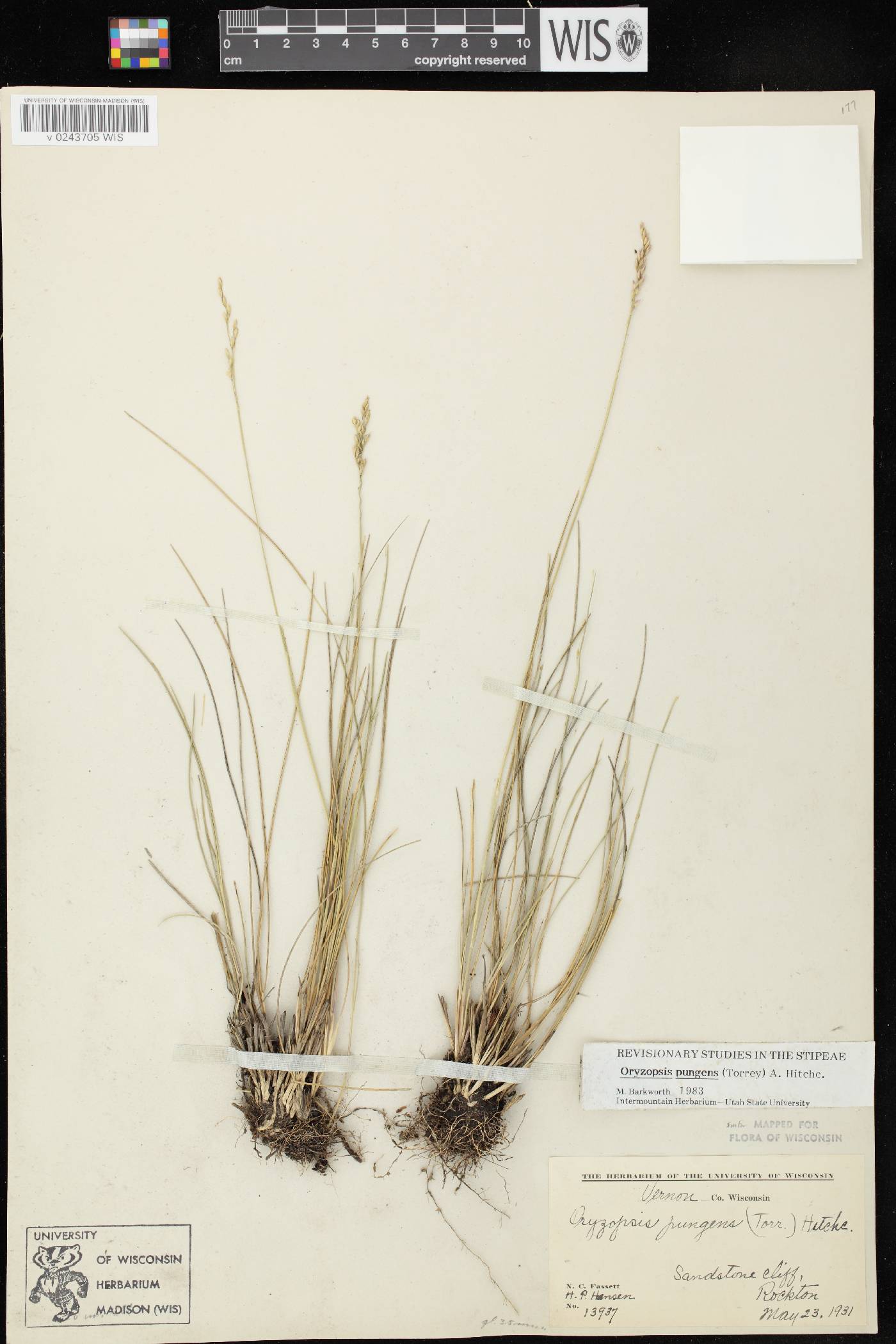 Piptatheropsis pungens image
