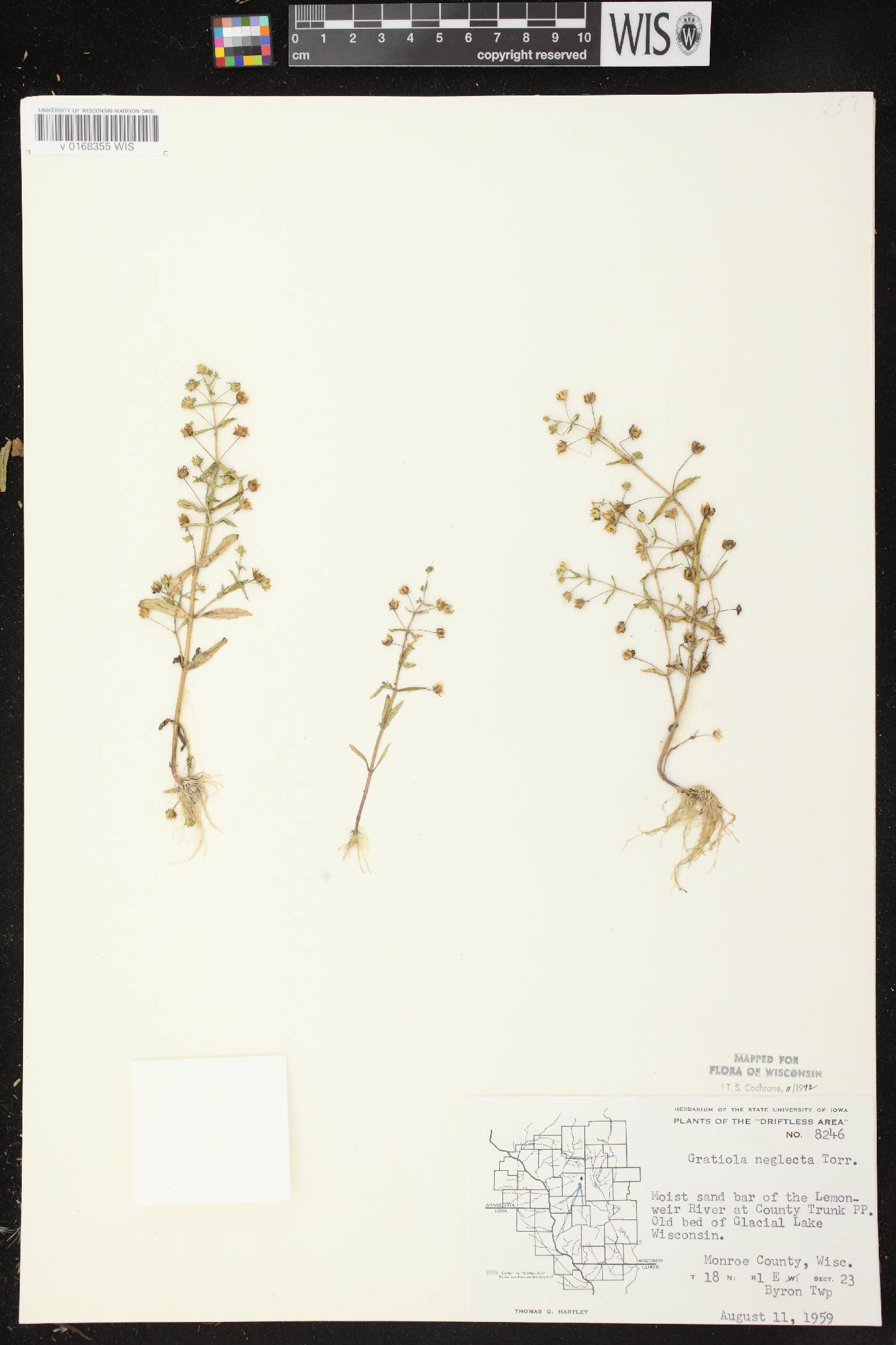 Gratiola neglecta image